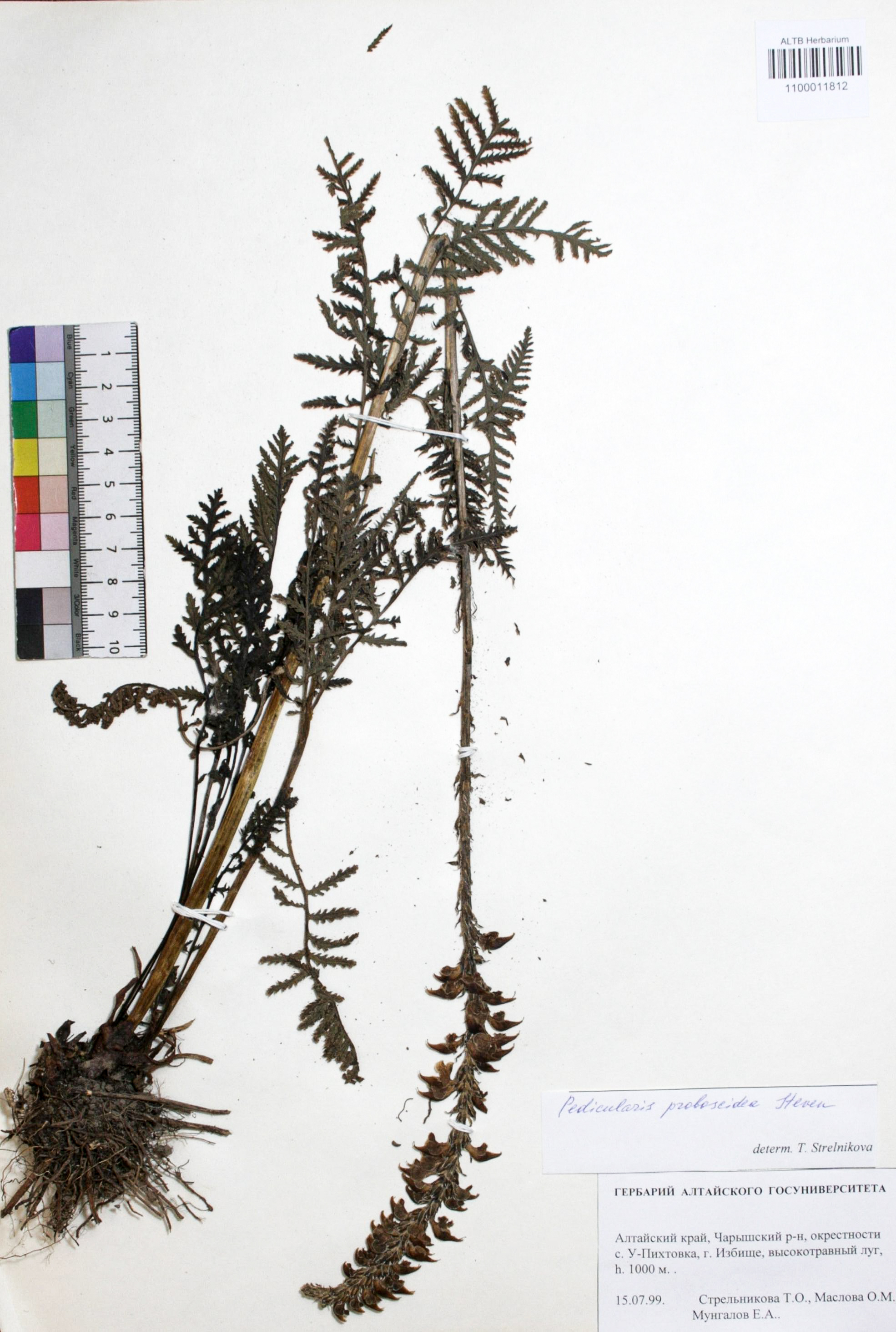 Pedicularis proboscidea Steven