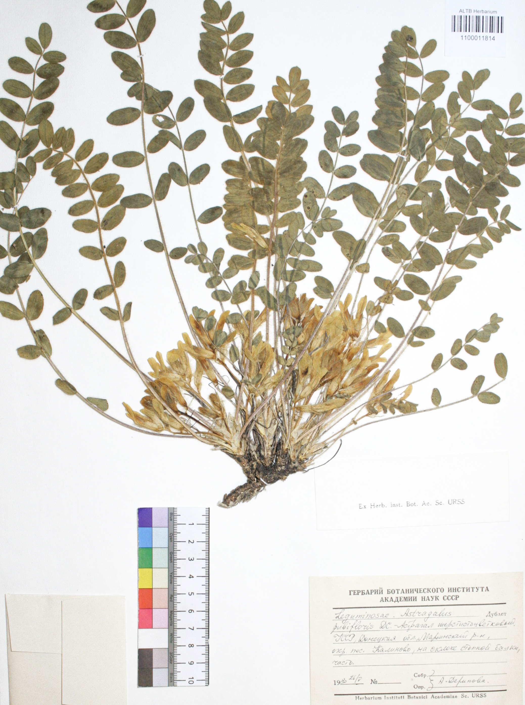 Astragalus pubiflorus DC. 