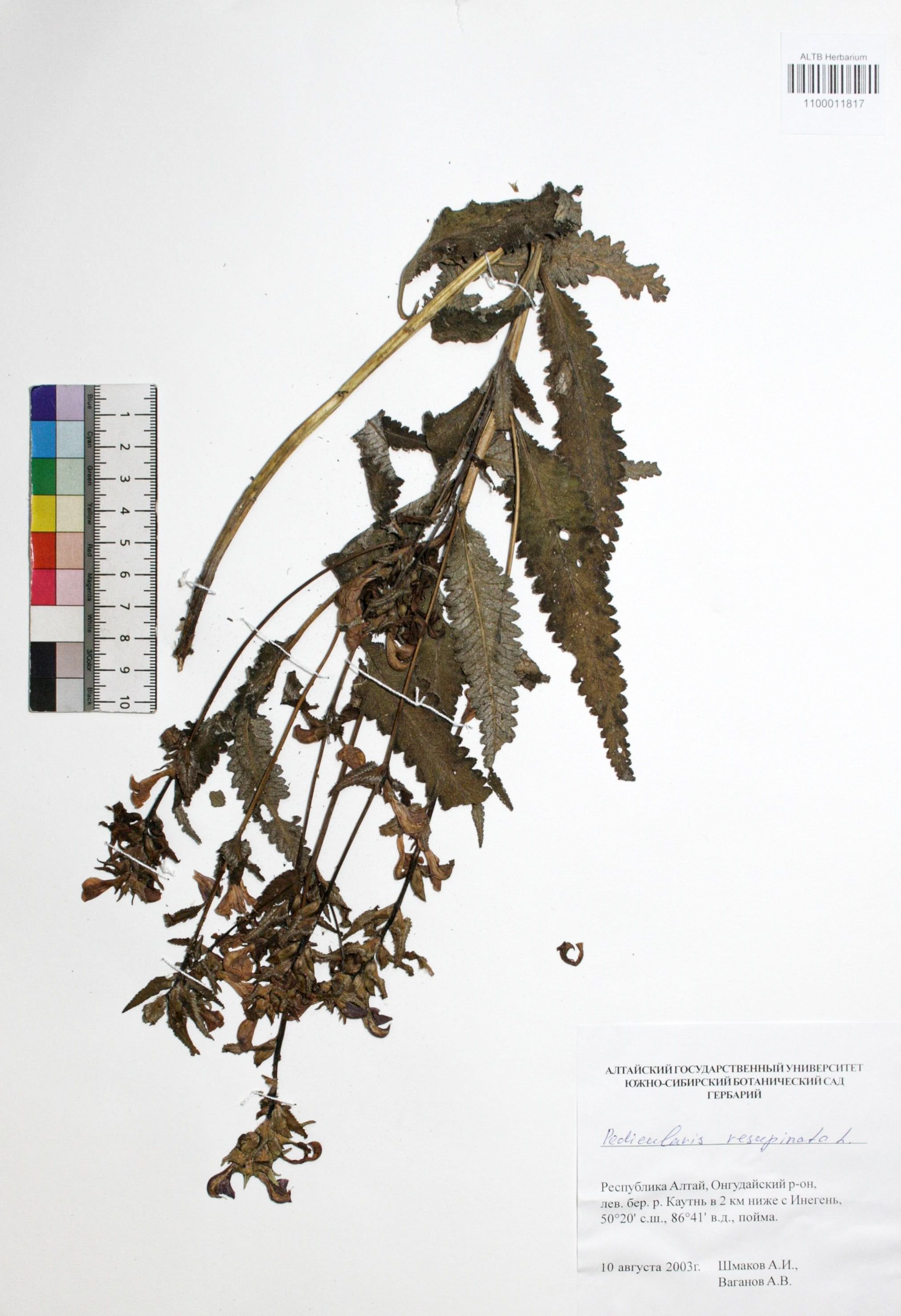 Pedicularis resupinata L.