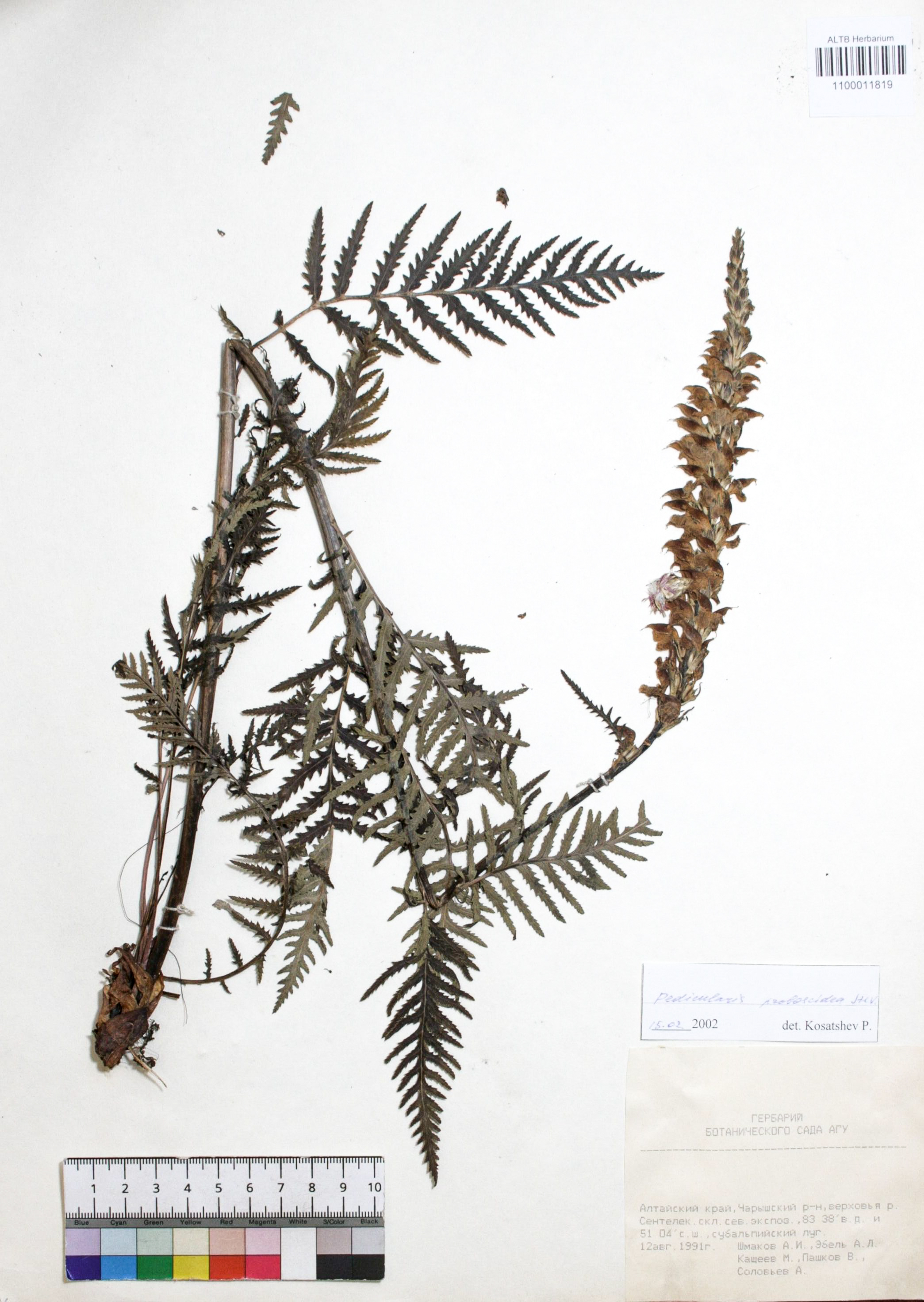 Pedicularis proboscidea Steven