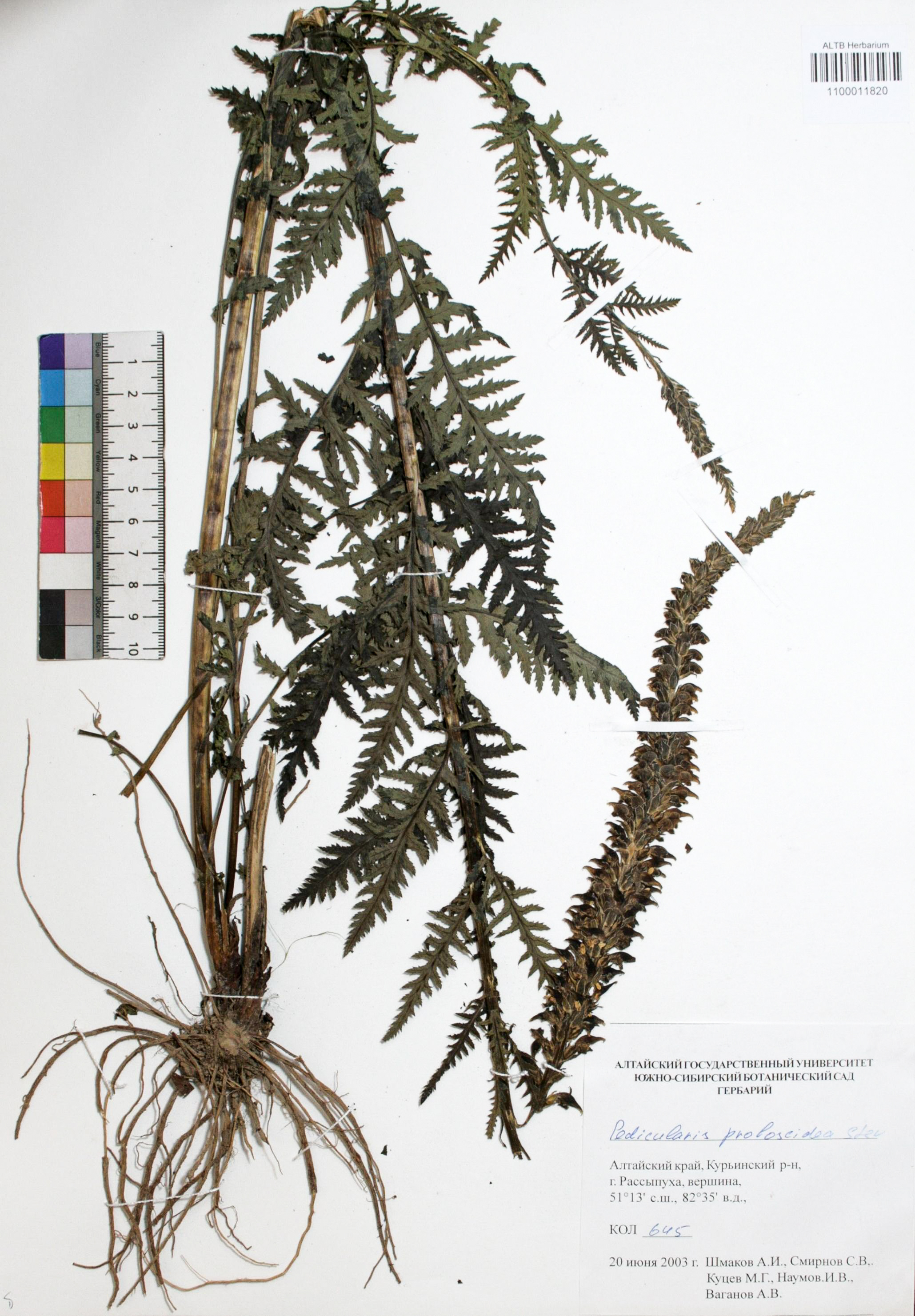 Pedicularis proboscidea Steven