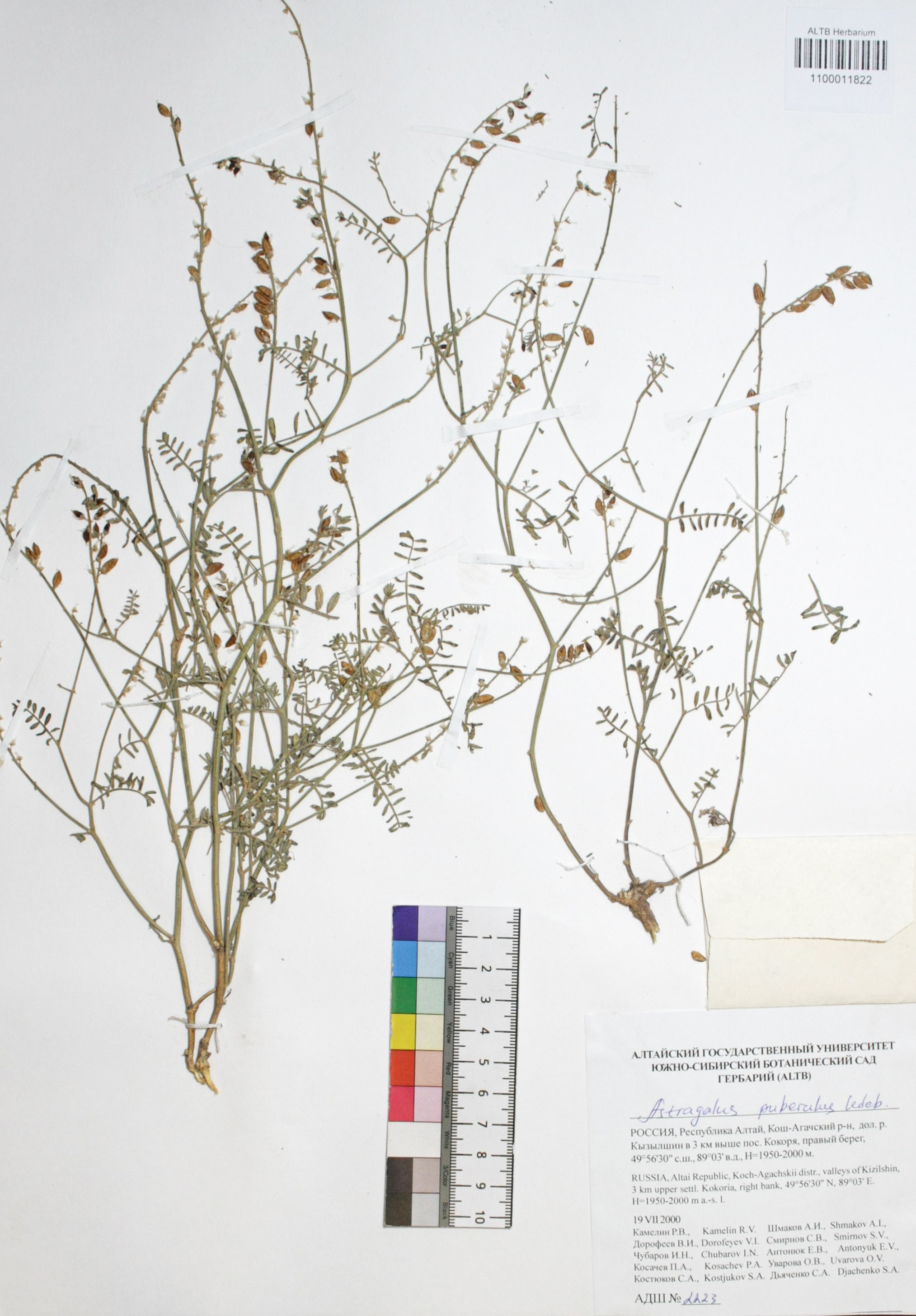 Astragalus puberulus Ledeb. 