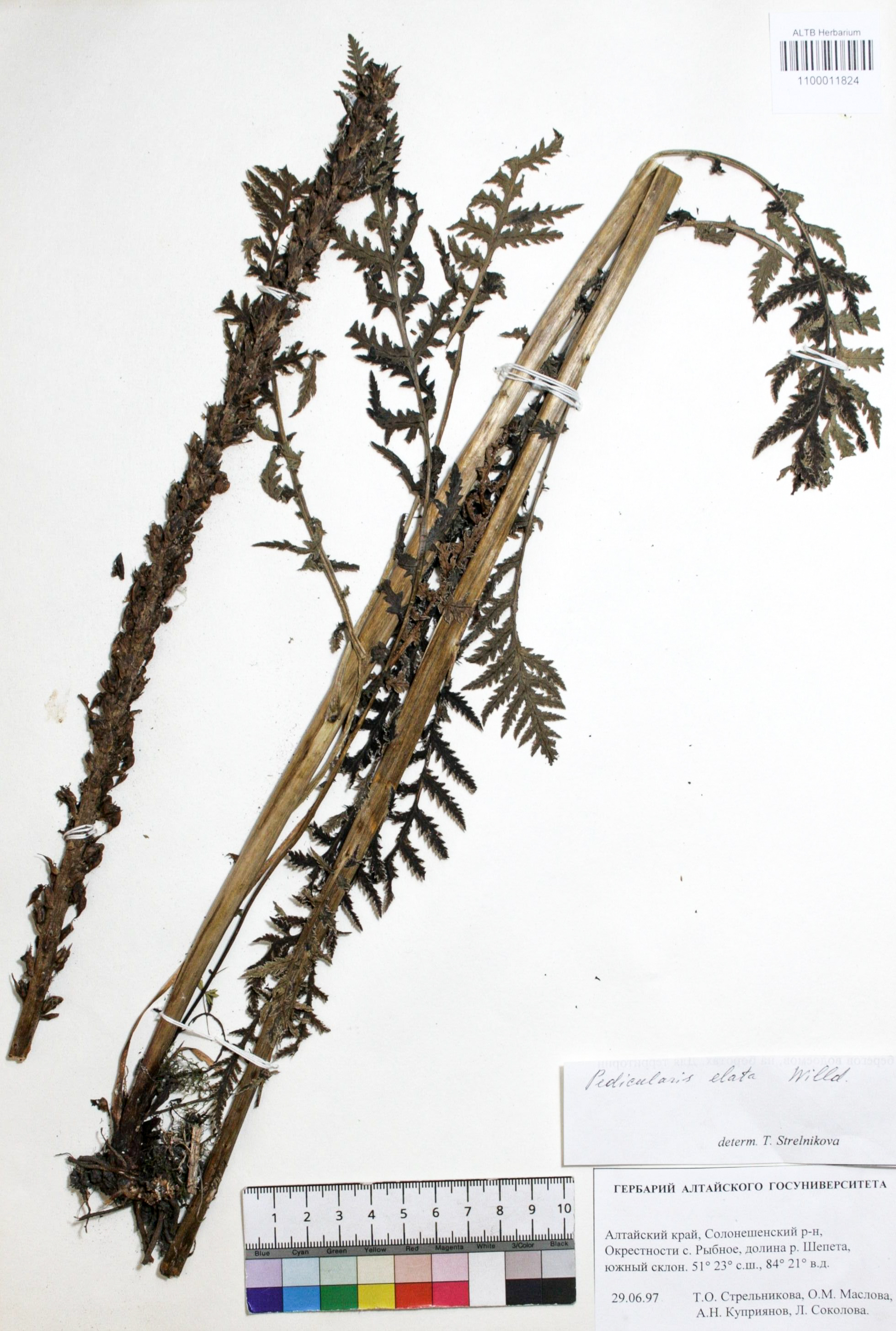 Pedicularis elata Willd