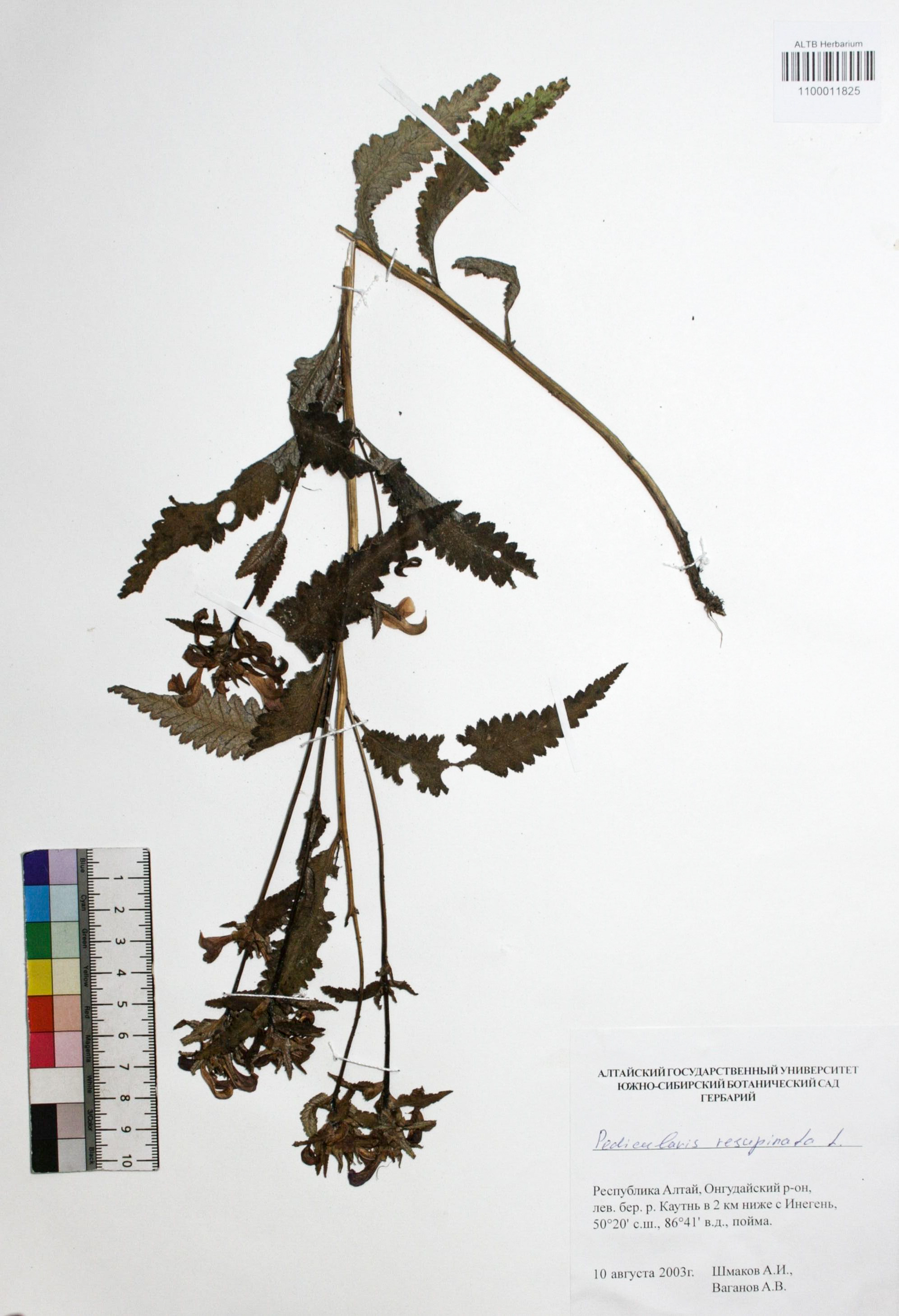 Pedicularis resupinata L.