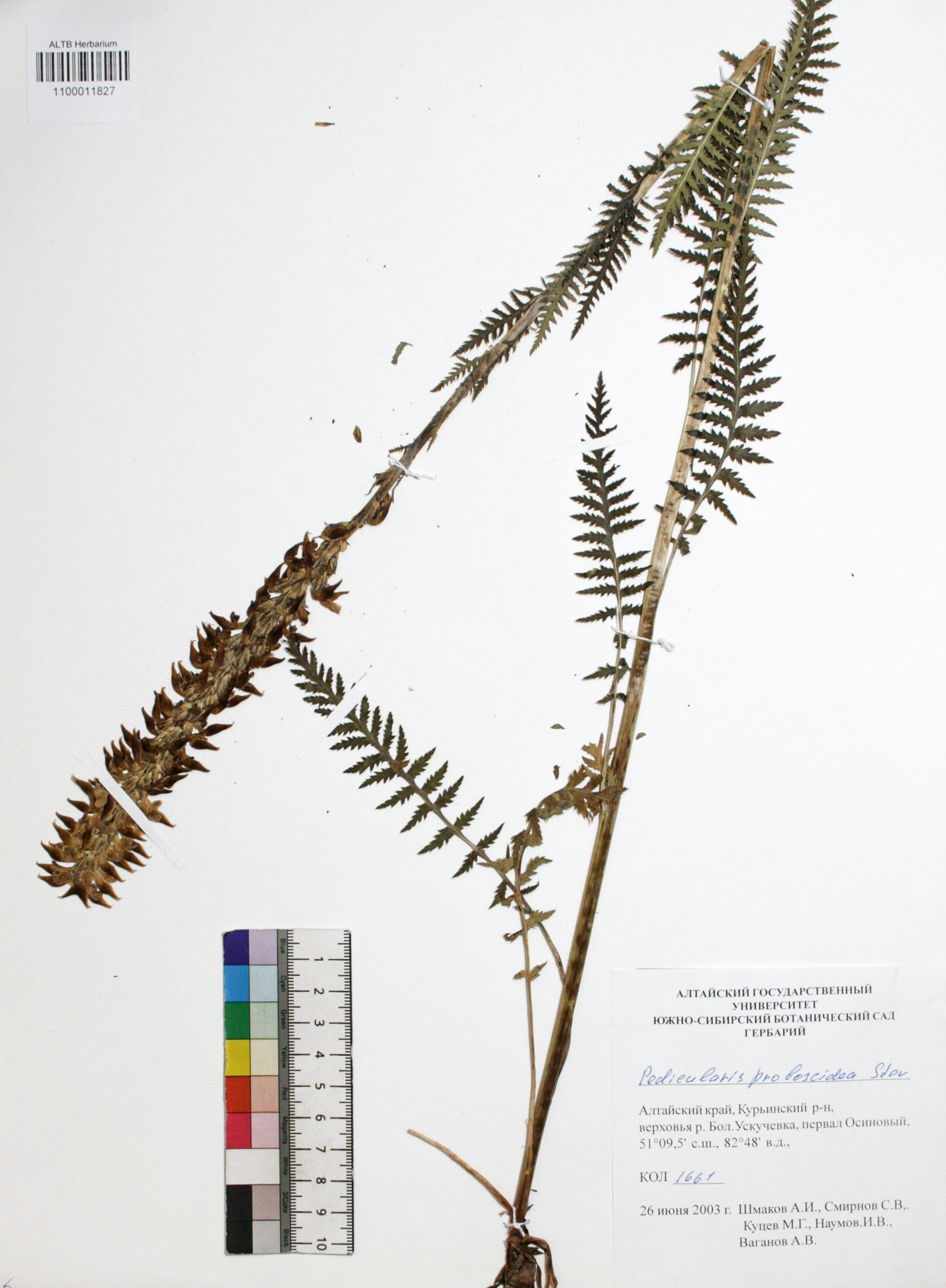 Pedicularis proboscidea Steven