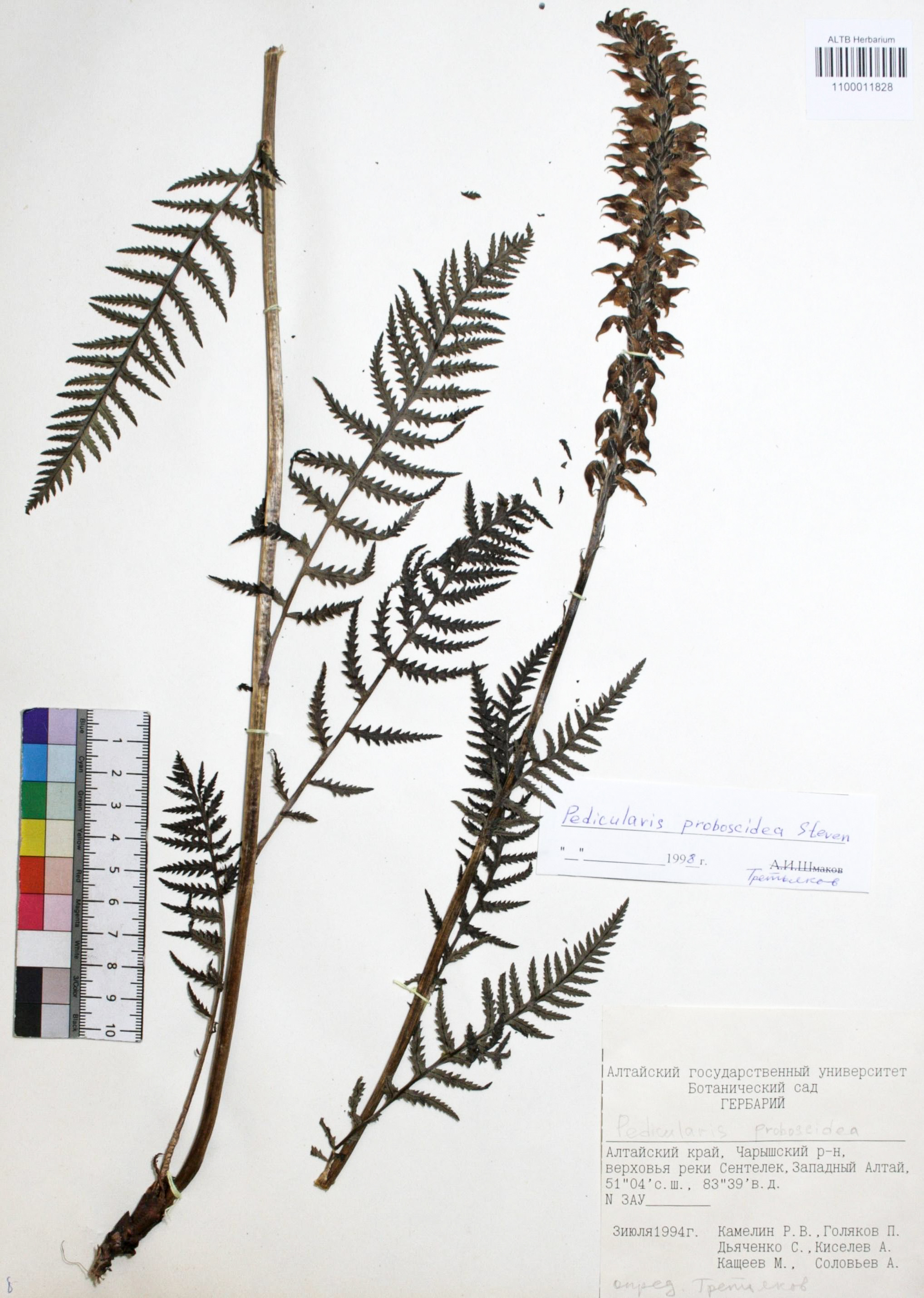 Pedicularis proboscidea Steven