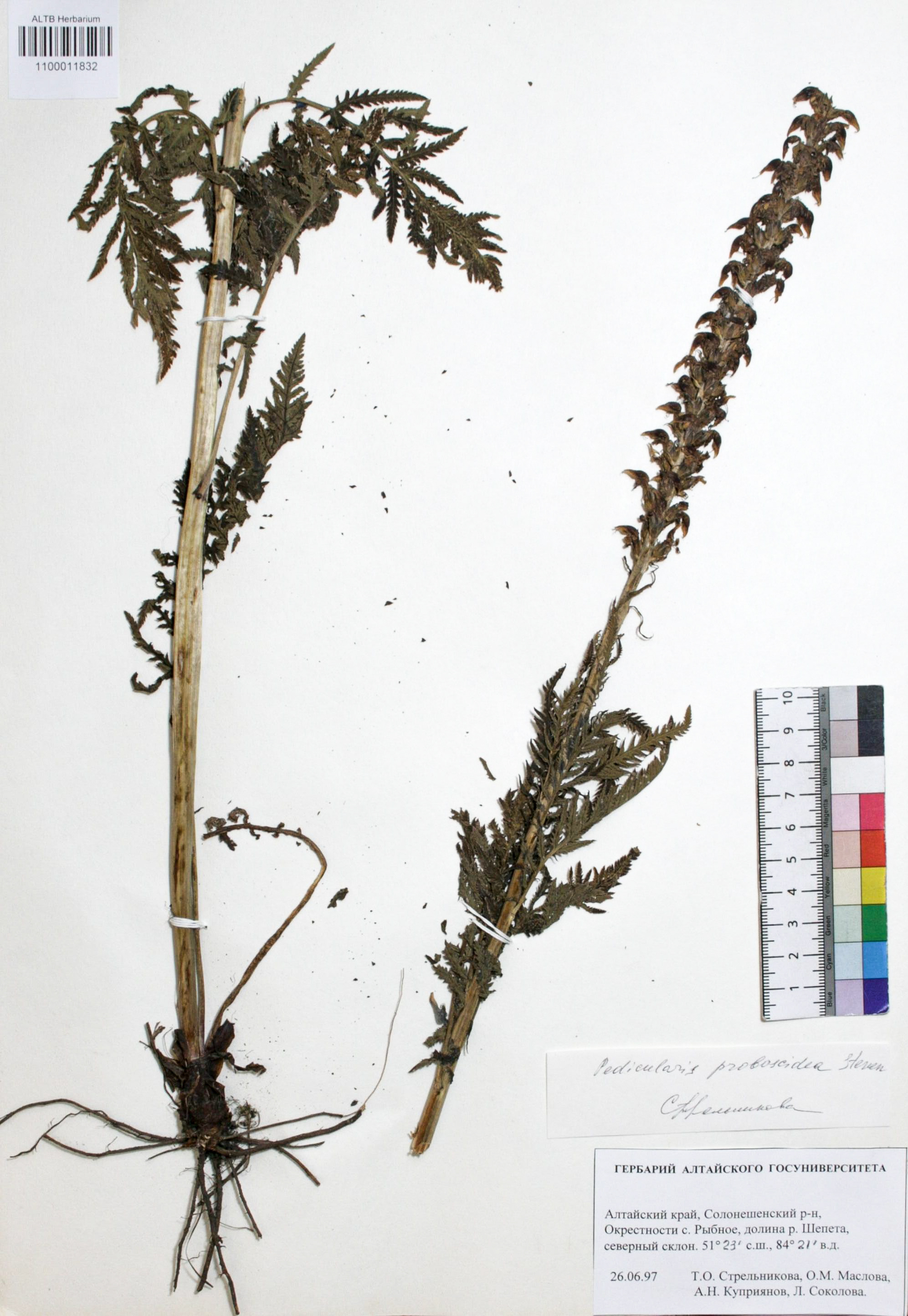 Pedicularis proboscidea Steven