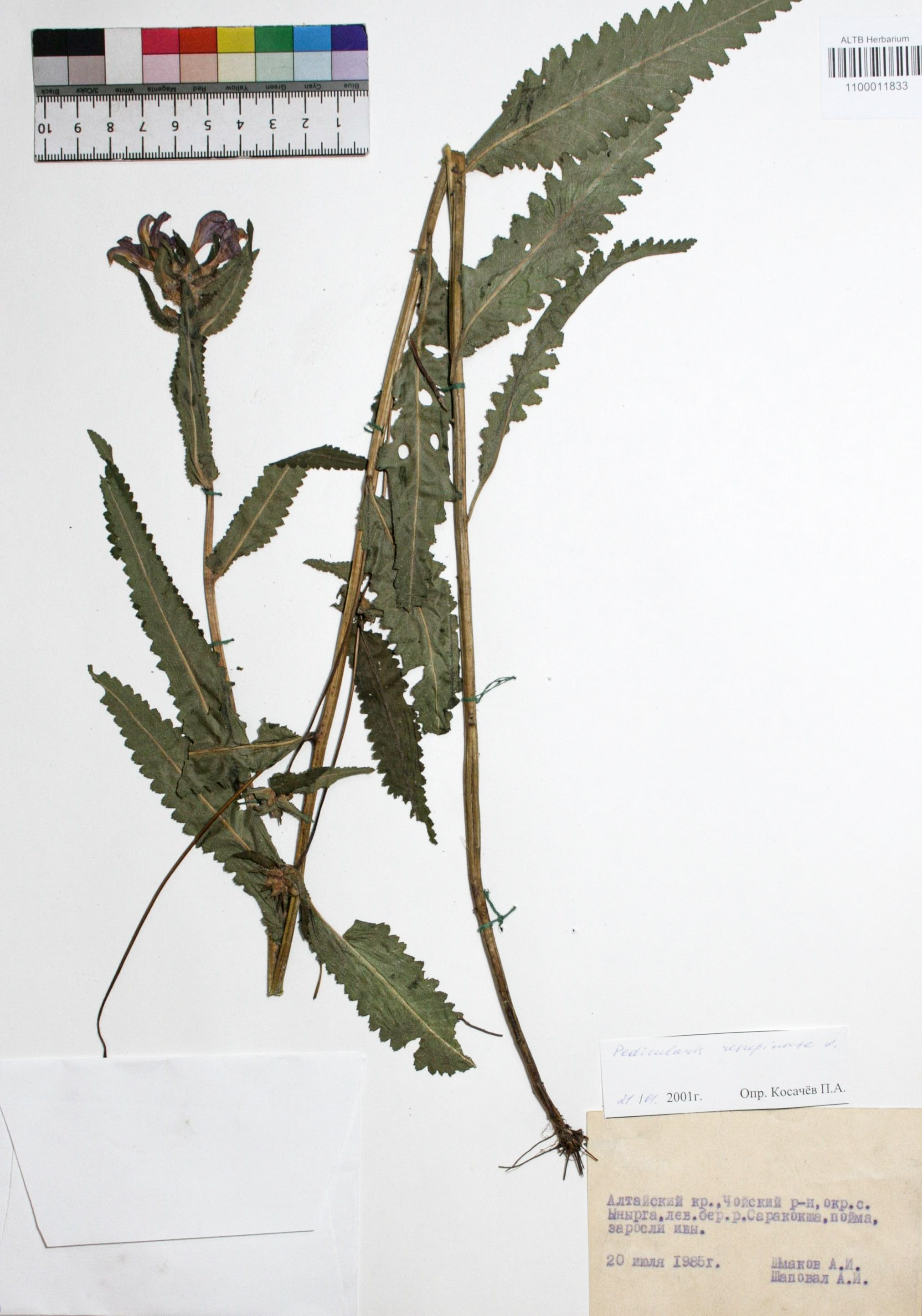 Pedicularis resupinata L.