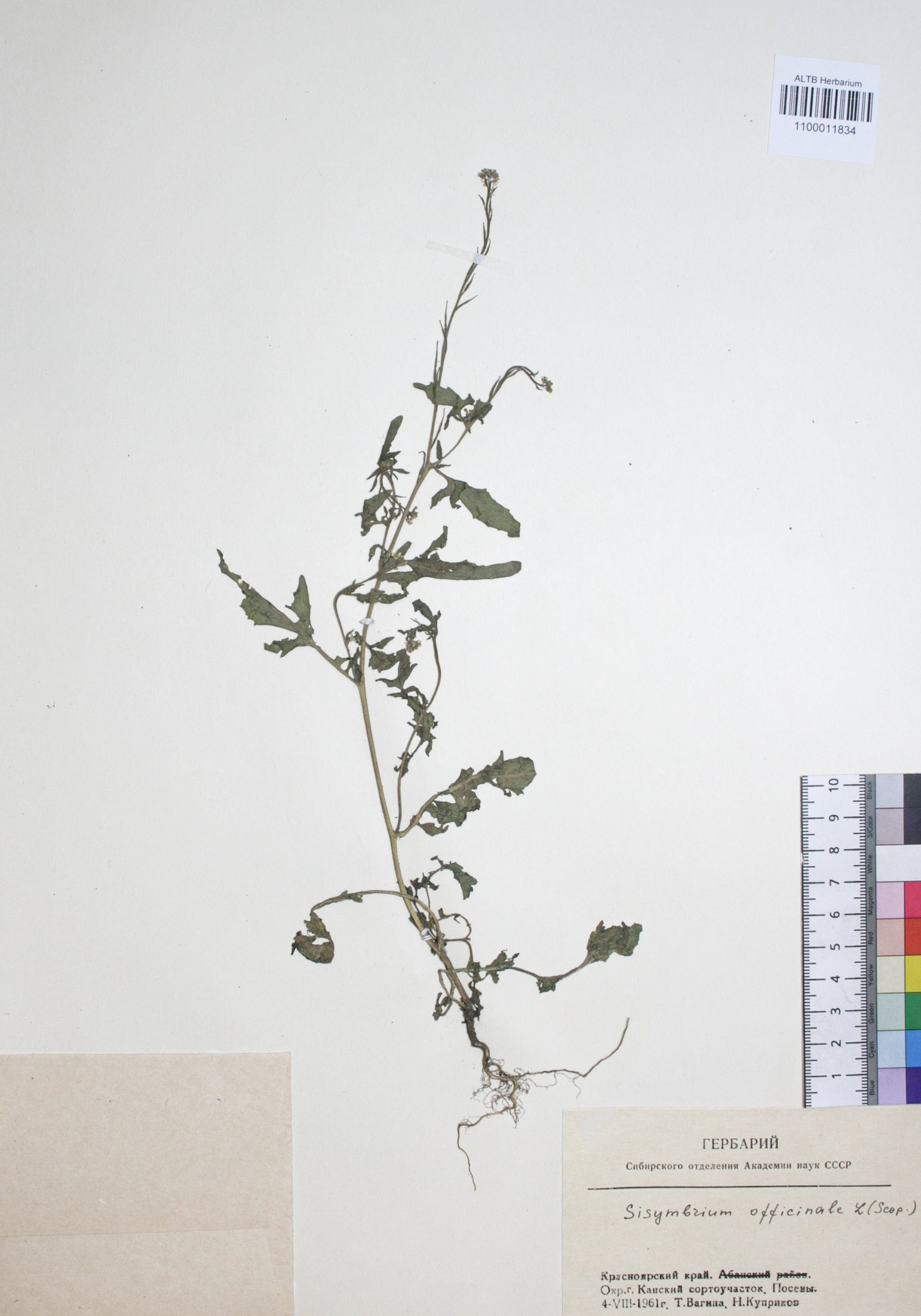 Sisymbrium officinale (L.) Scop. 