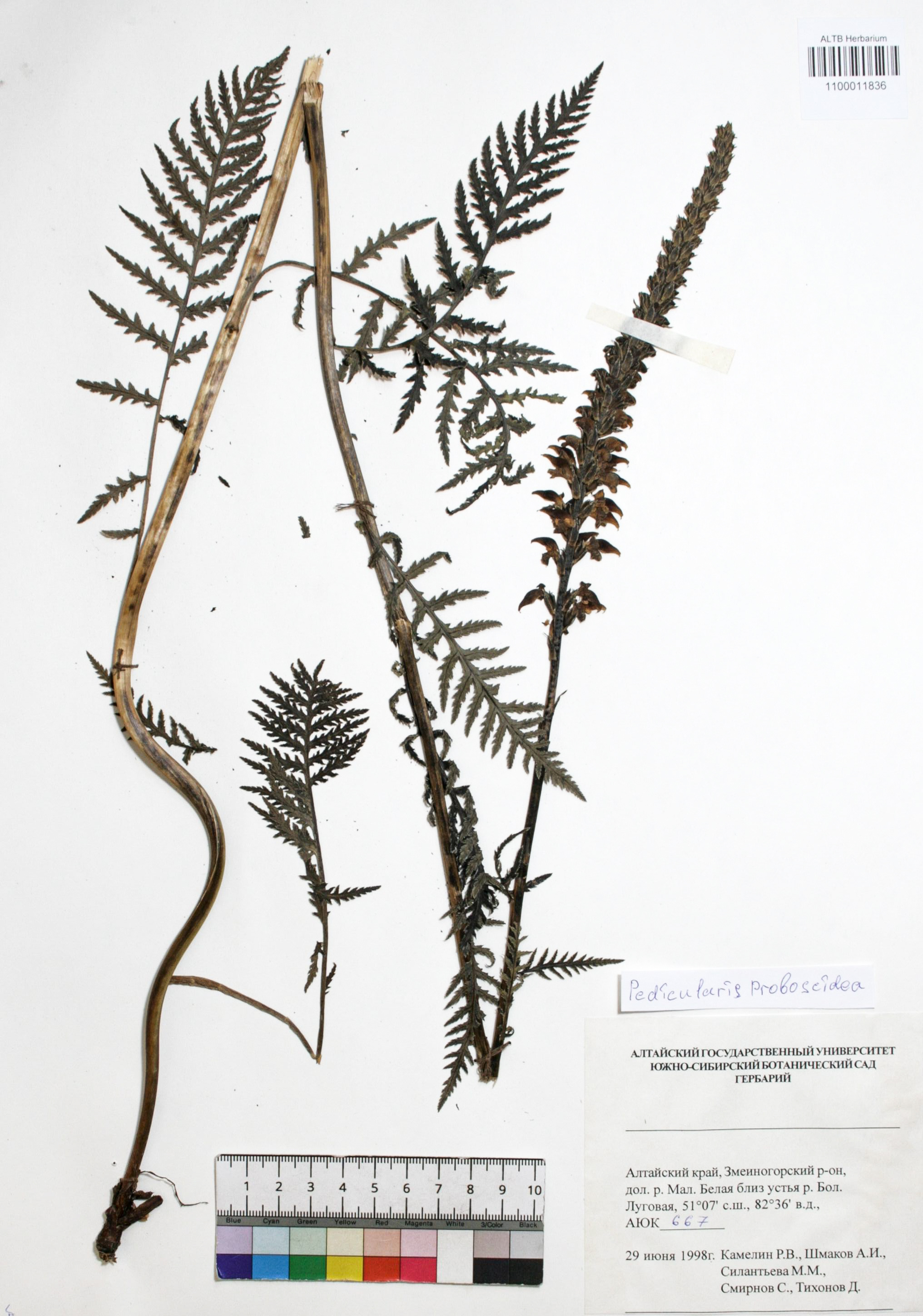 Pedicularis proboscidea Steven