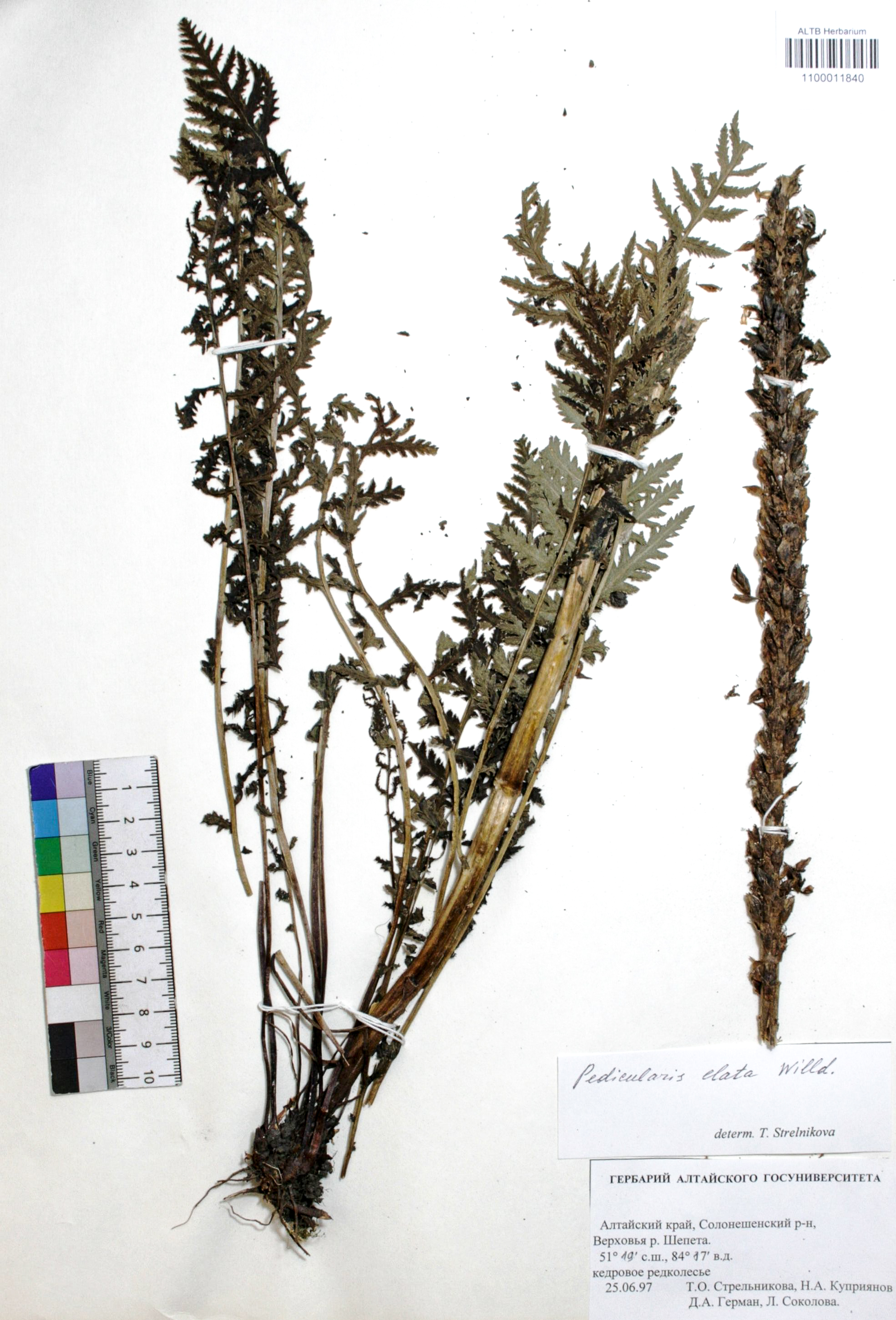 Pedicularis elata Willd