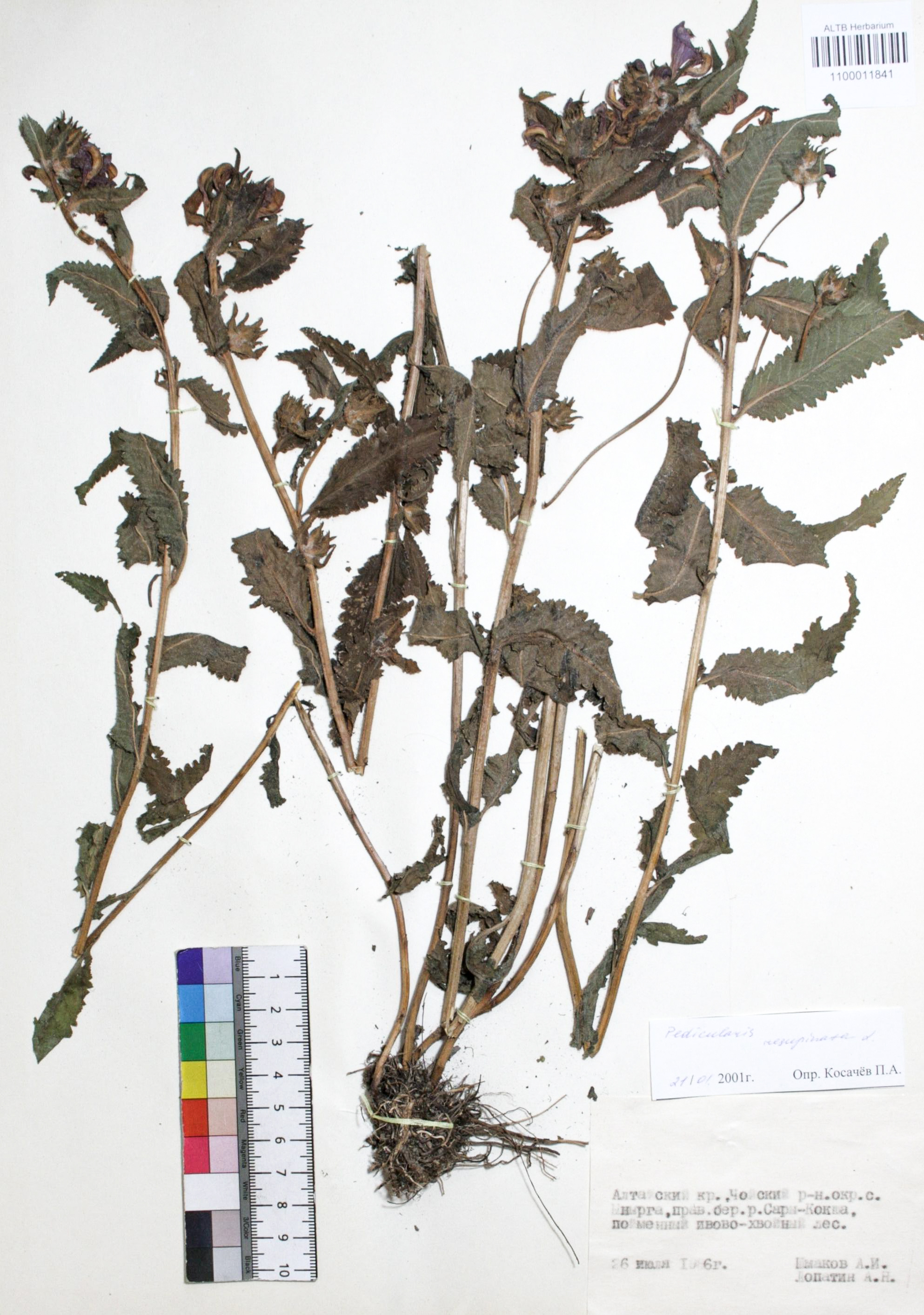 Pedicularis resupinata L.