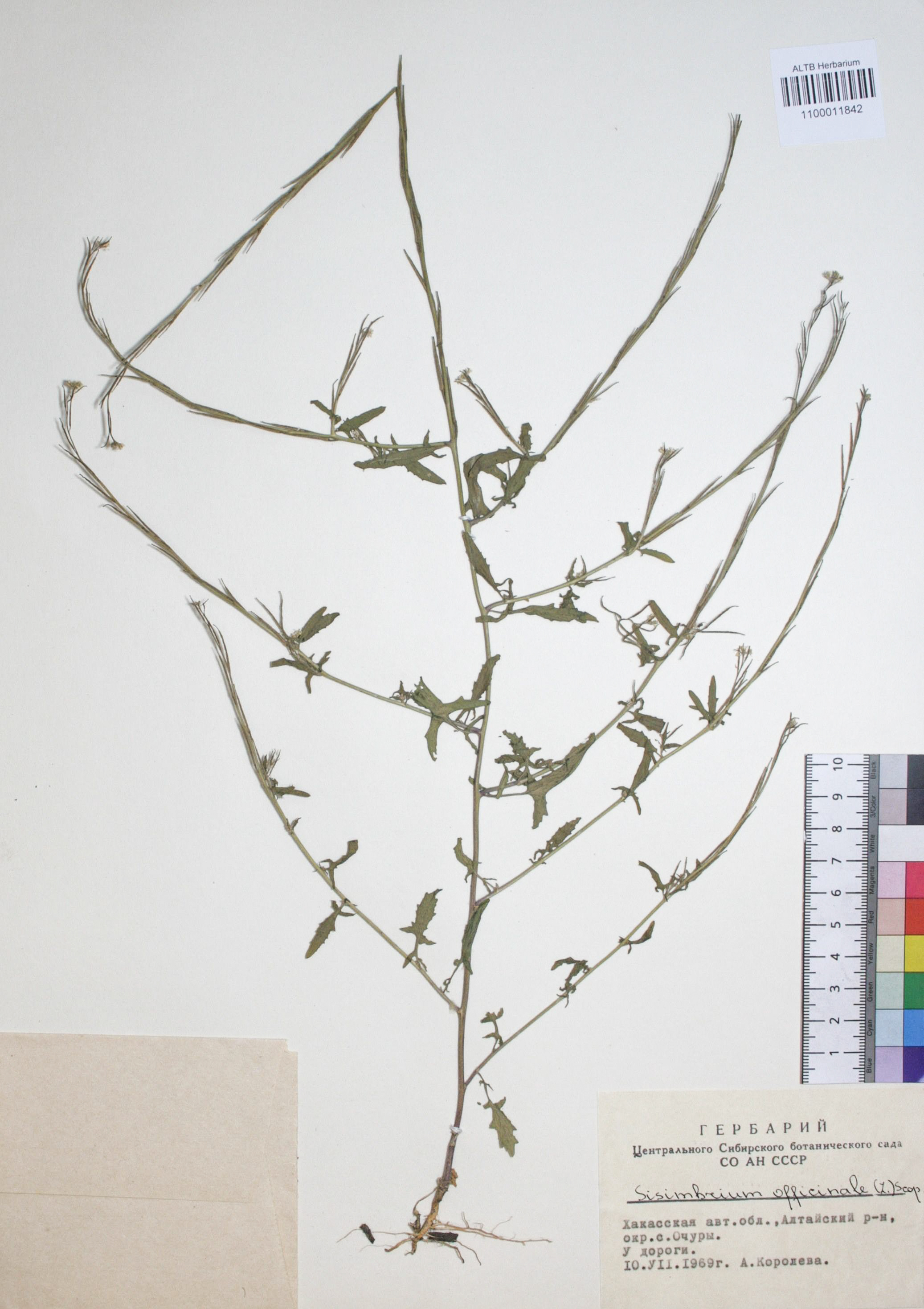 Sisymbrium officinale (L.) Scop. 