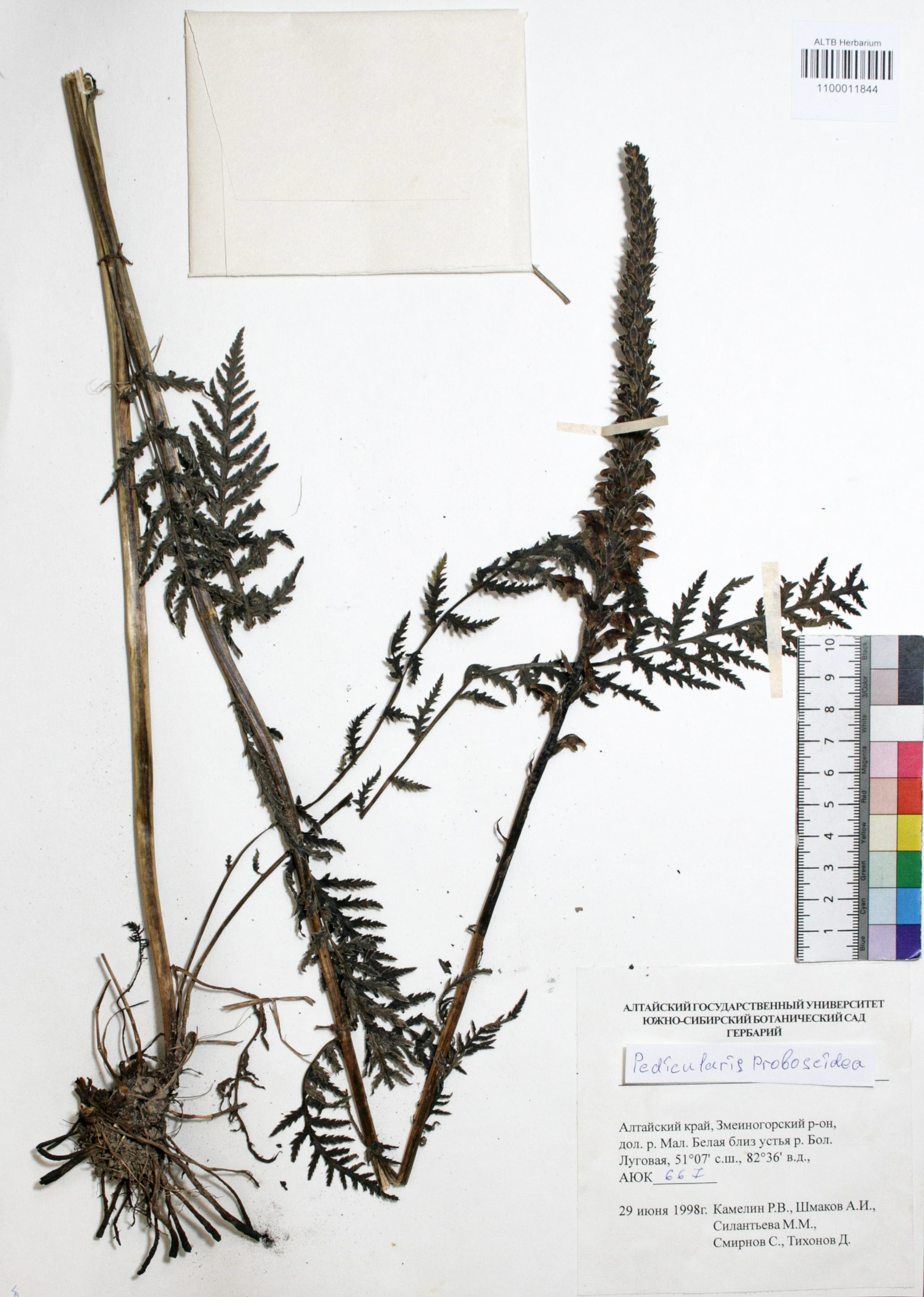 Pedicularis proboscidea Steven