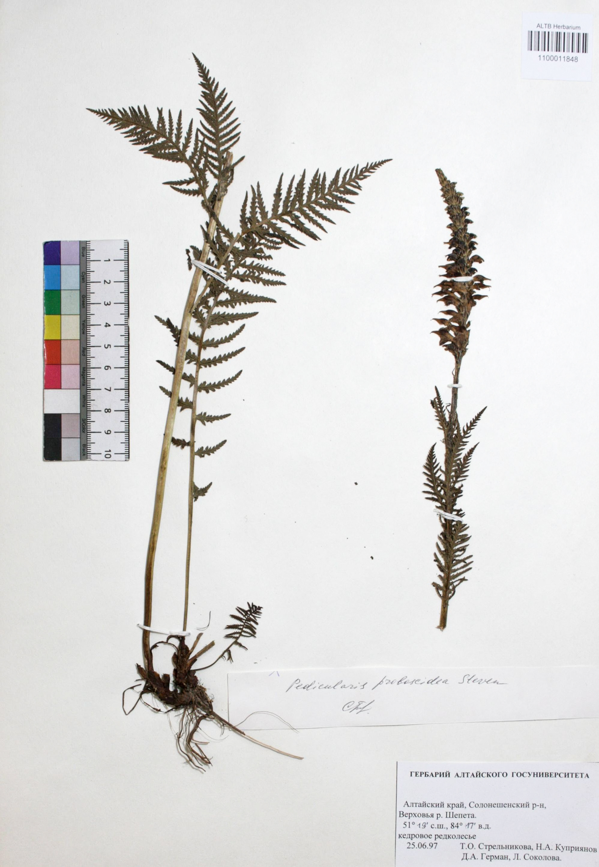 Pedicularis proboscidea Steven