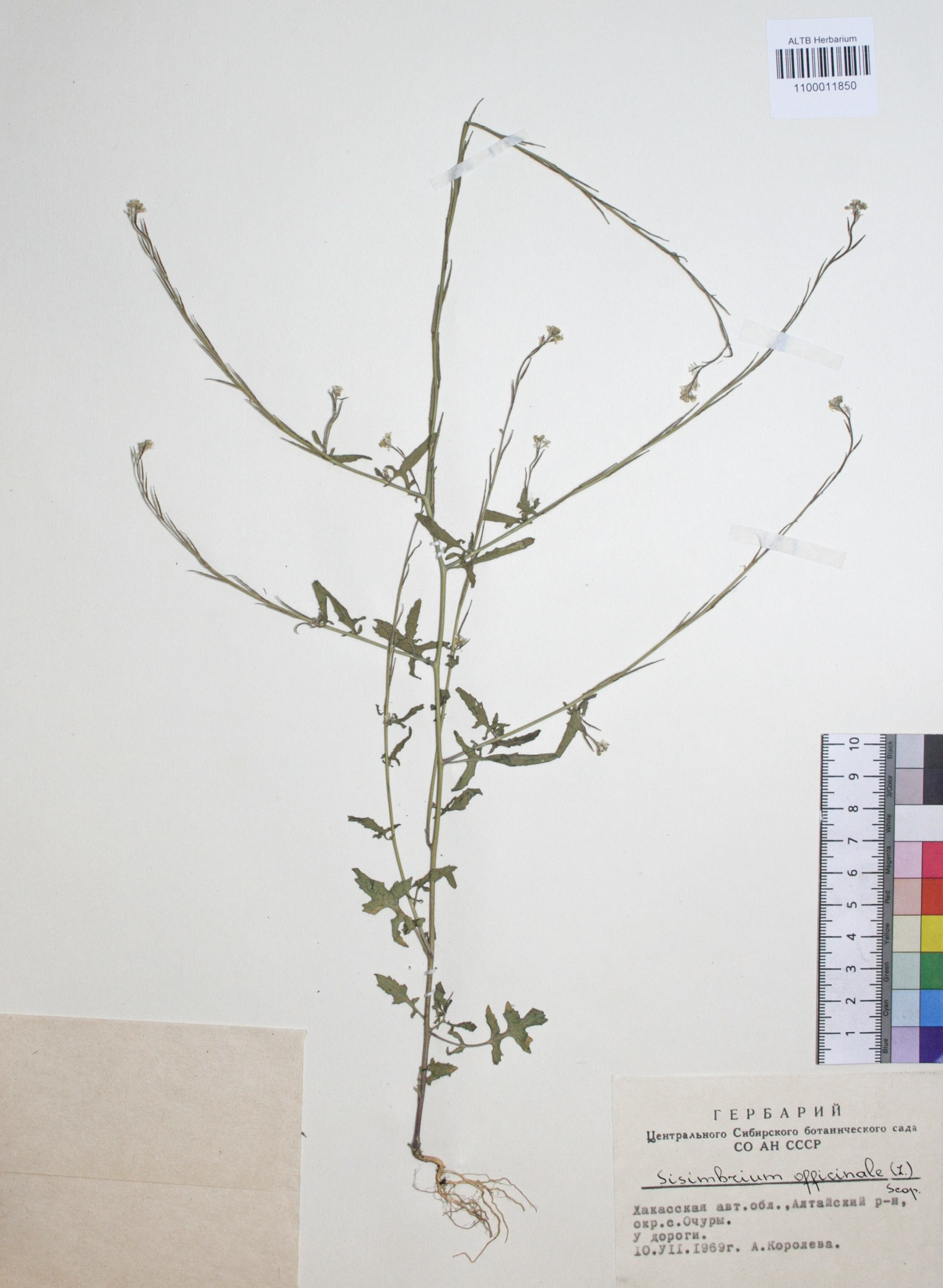 Sisymbrium officinale (L.) Scop. 