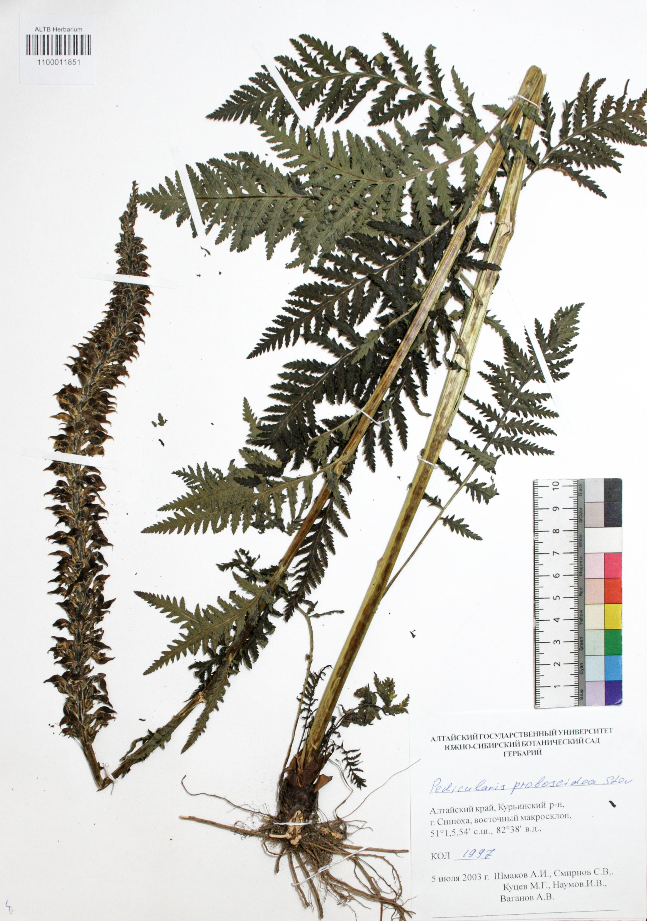 Pedicularis proboscidea Steven