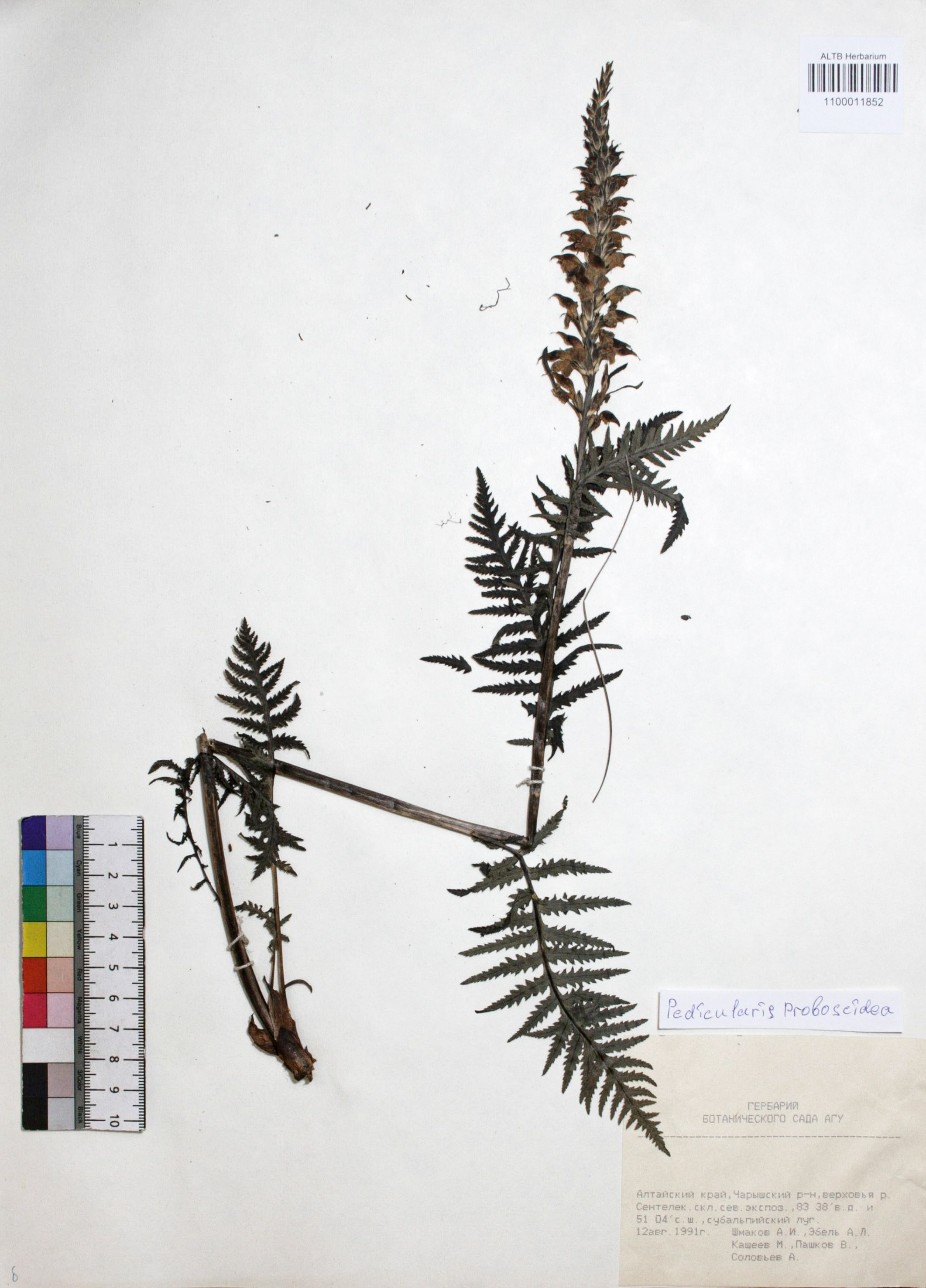 Pedicularis proboscidea Steven