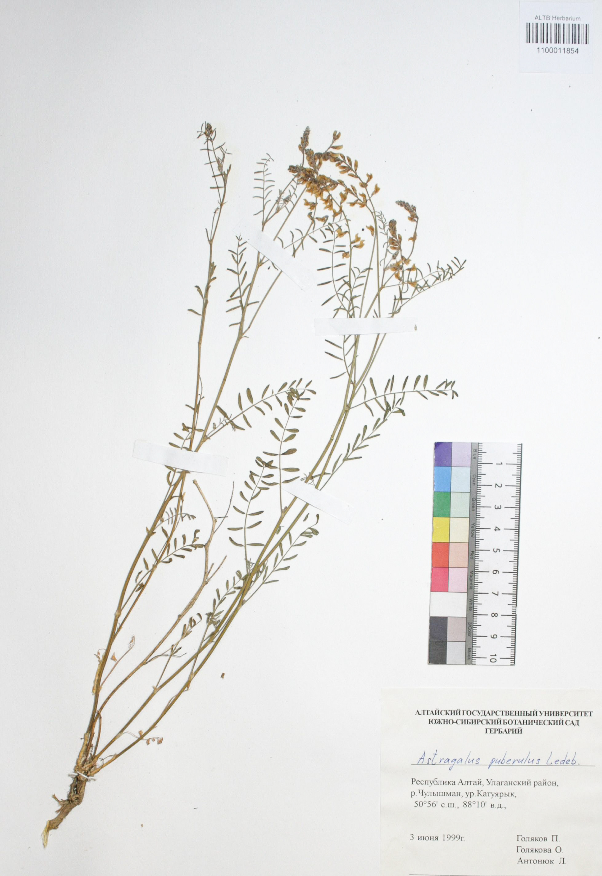 Astragalus puberulus Ledeb. 