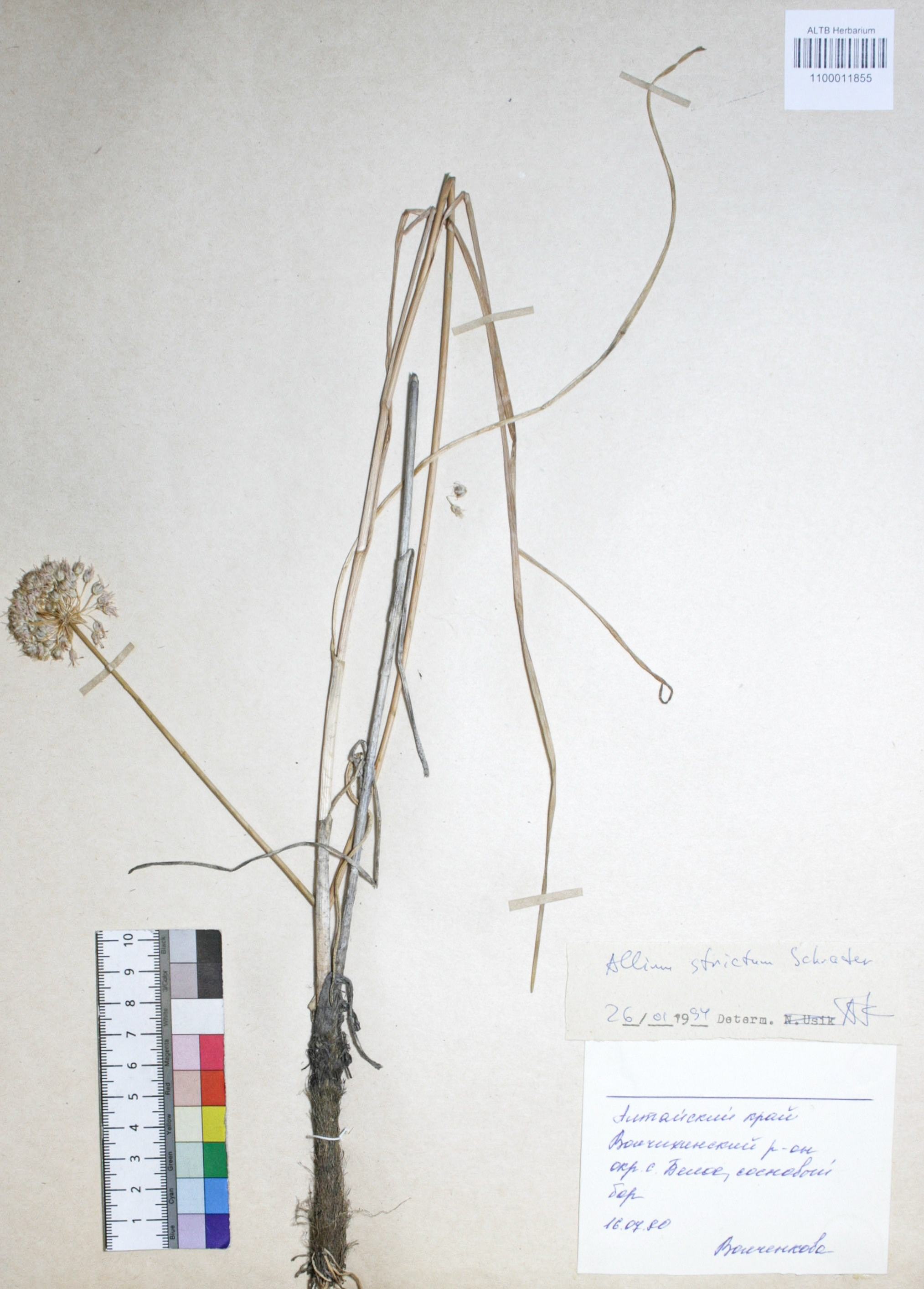 Allium strictum Schrad.