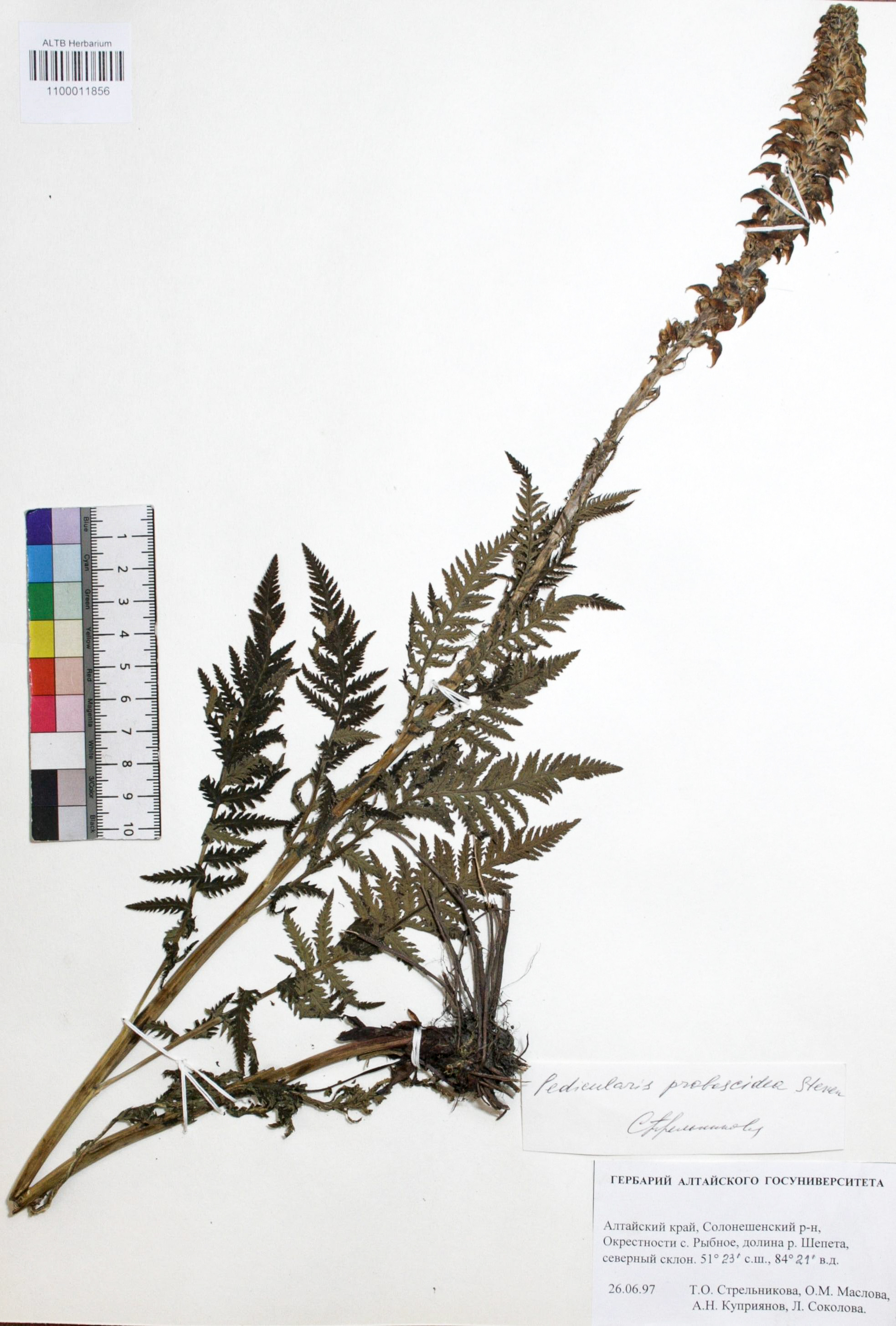 Pedicularis proboscidea Steven