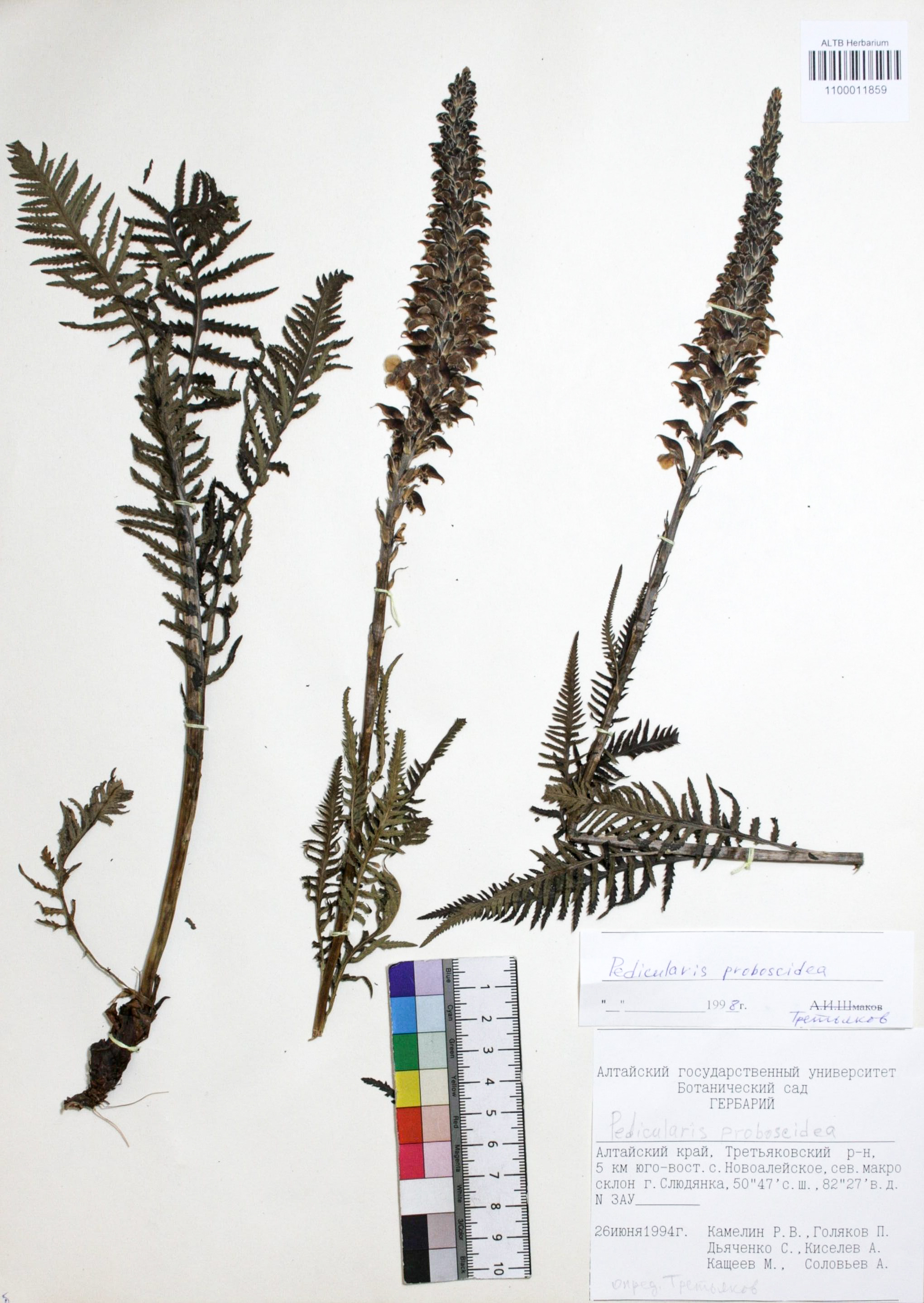 Pedicularis proboscidea Steven