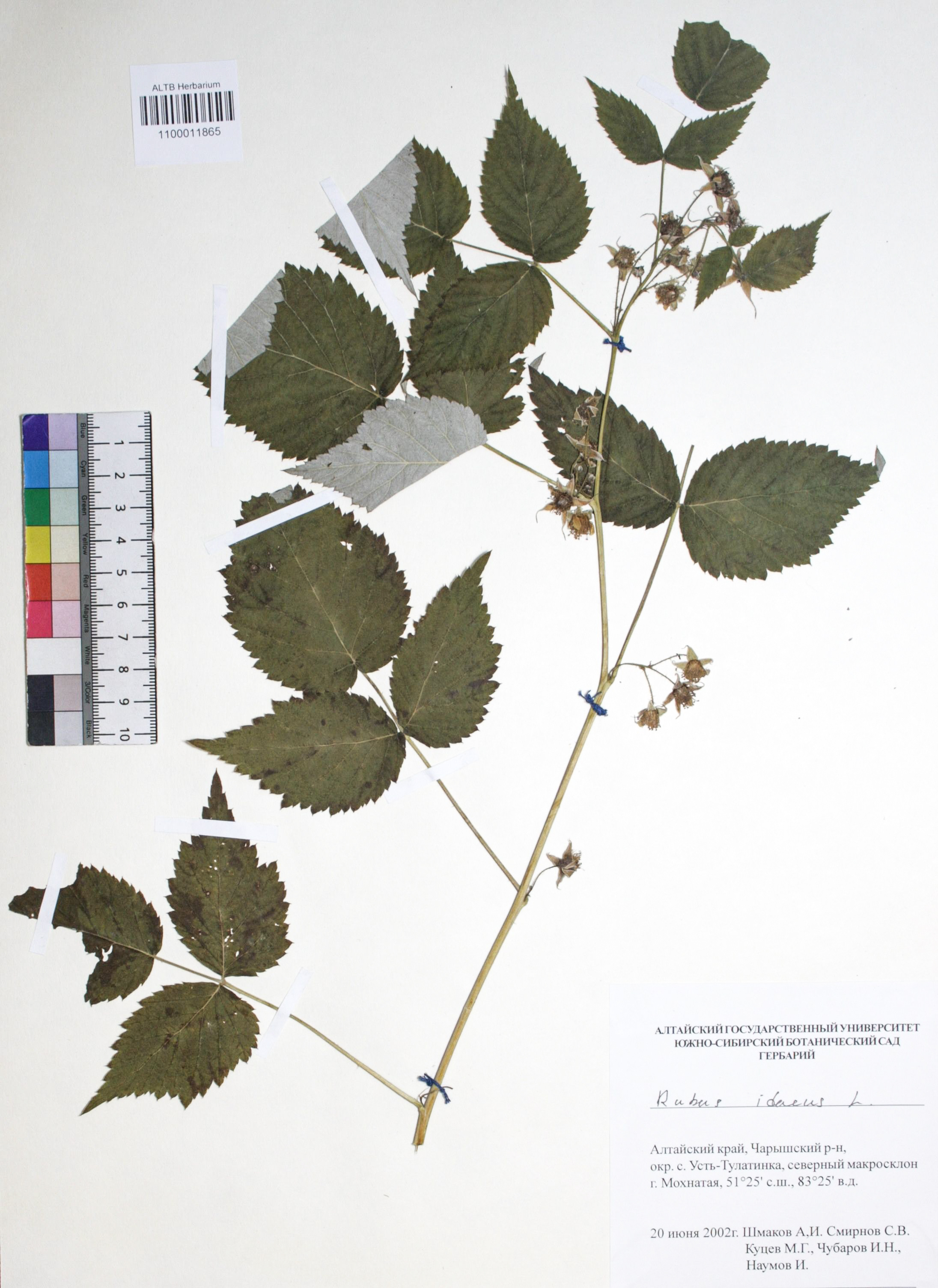 Rubus idaeus L.