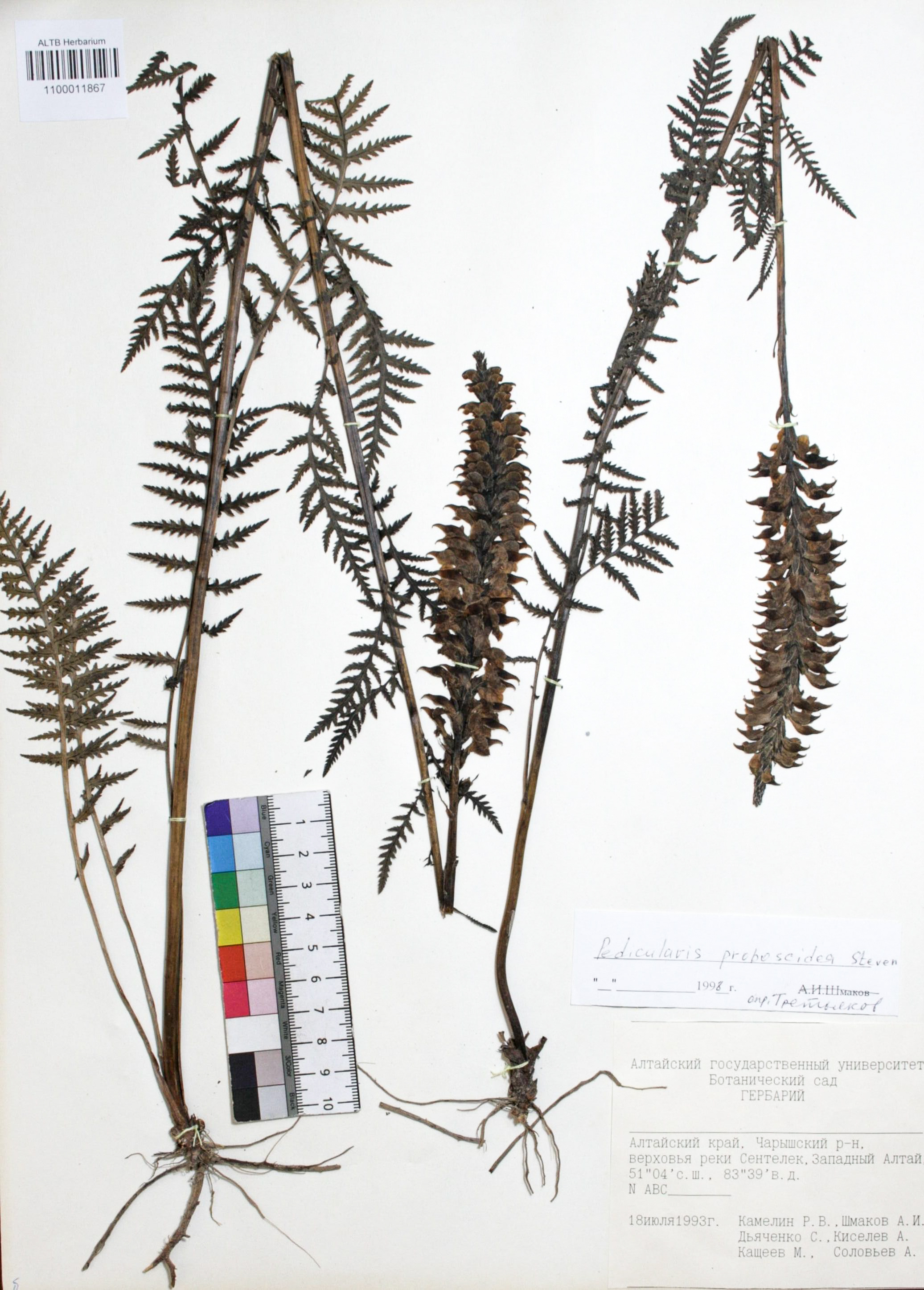 Pedicularis proboscidea Steven