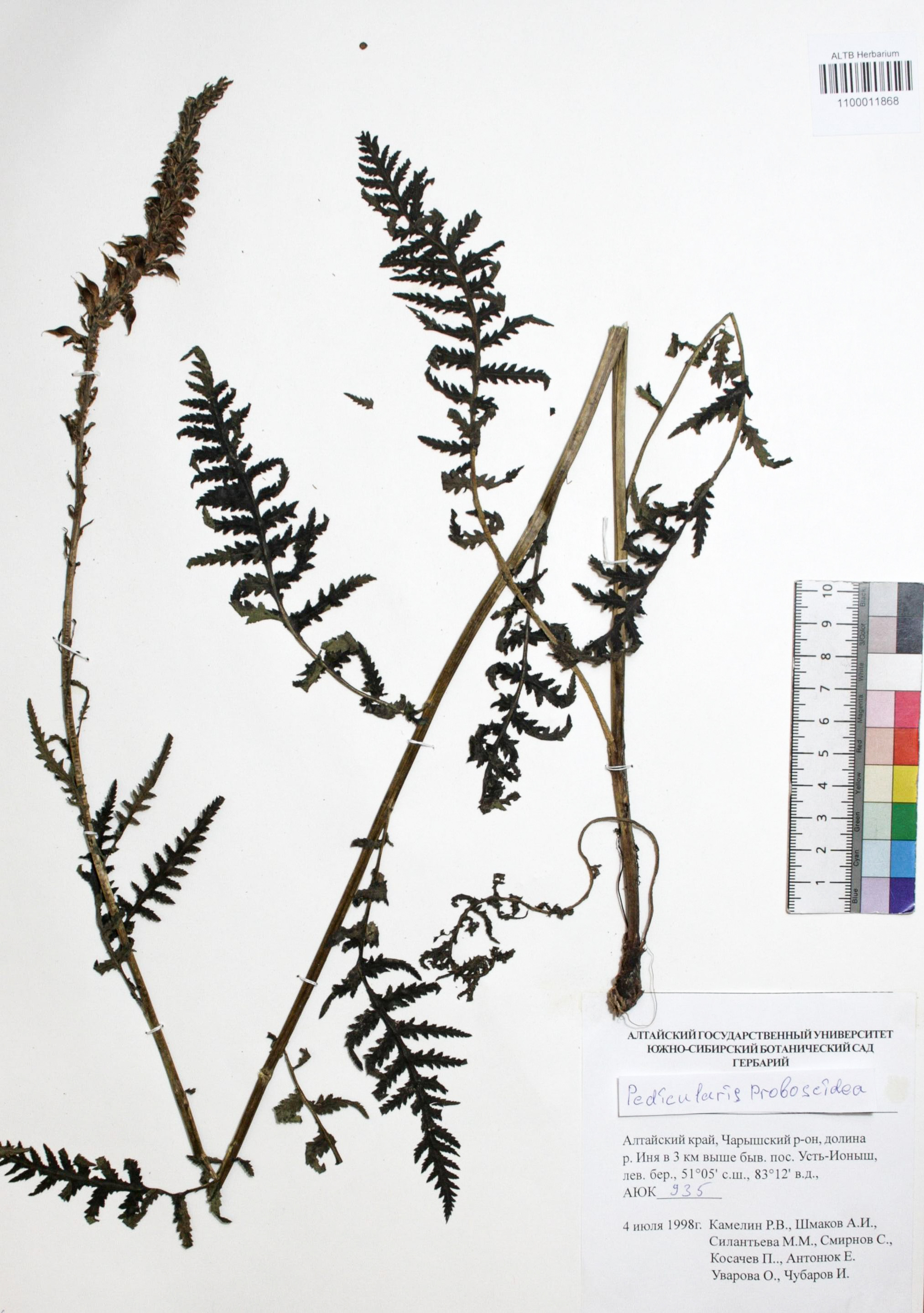 Pedicularis proboscidea Steven