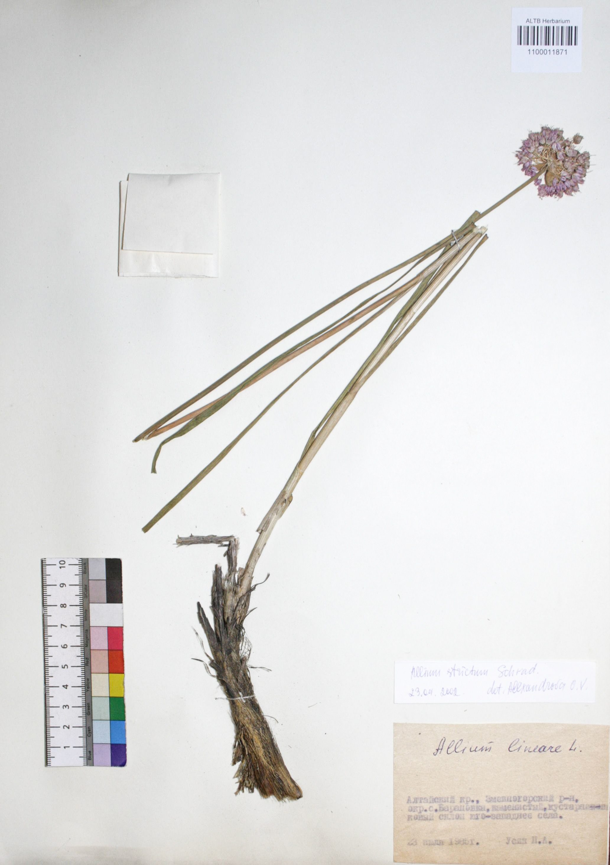 Allium strictum Schrad.