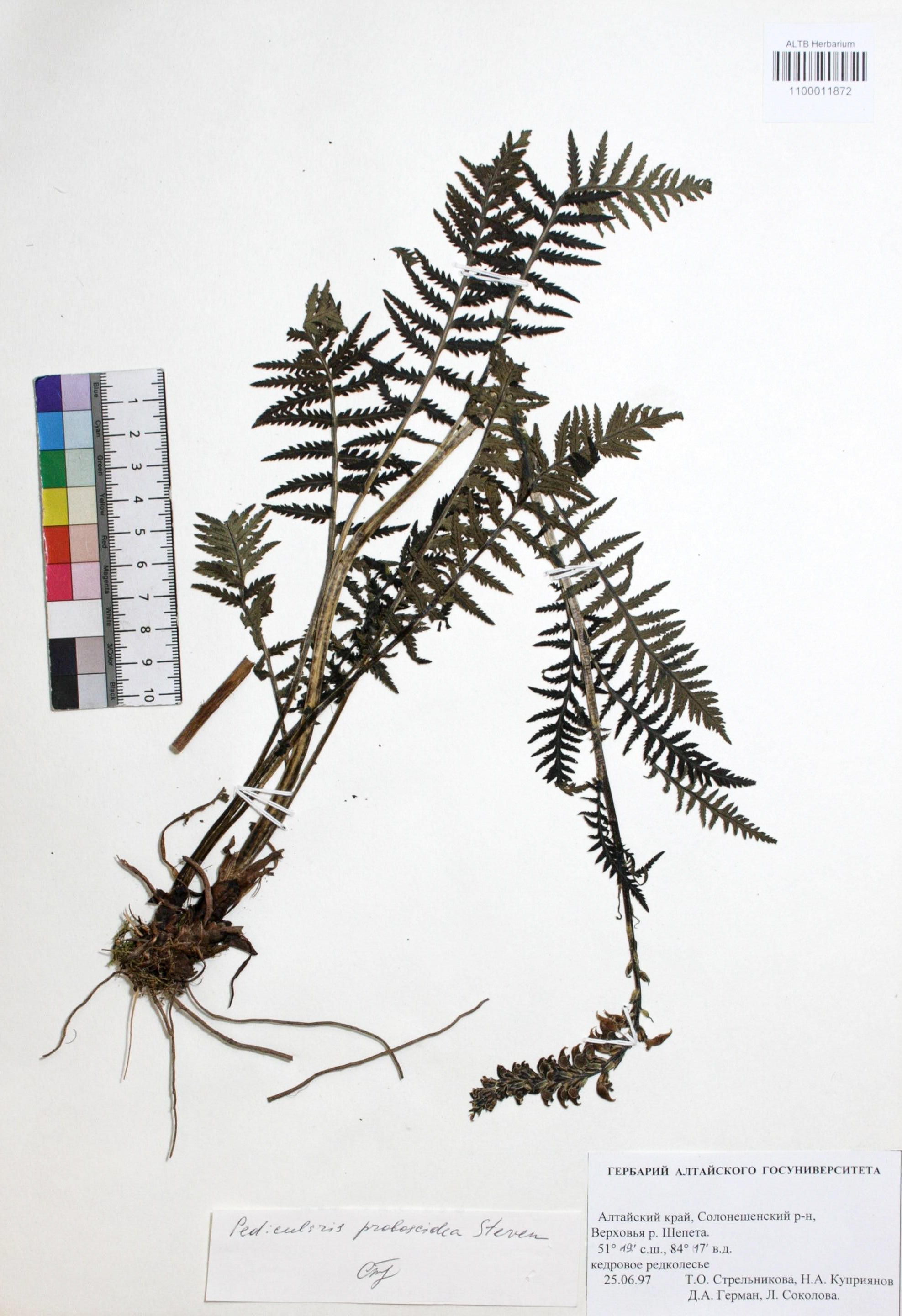 Pedicularis proboscidea Steven