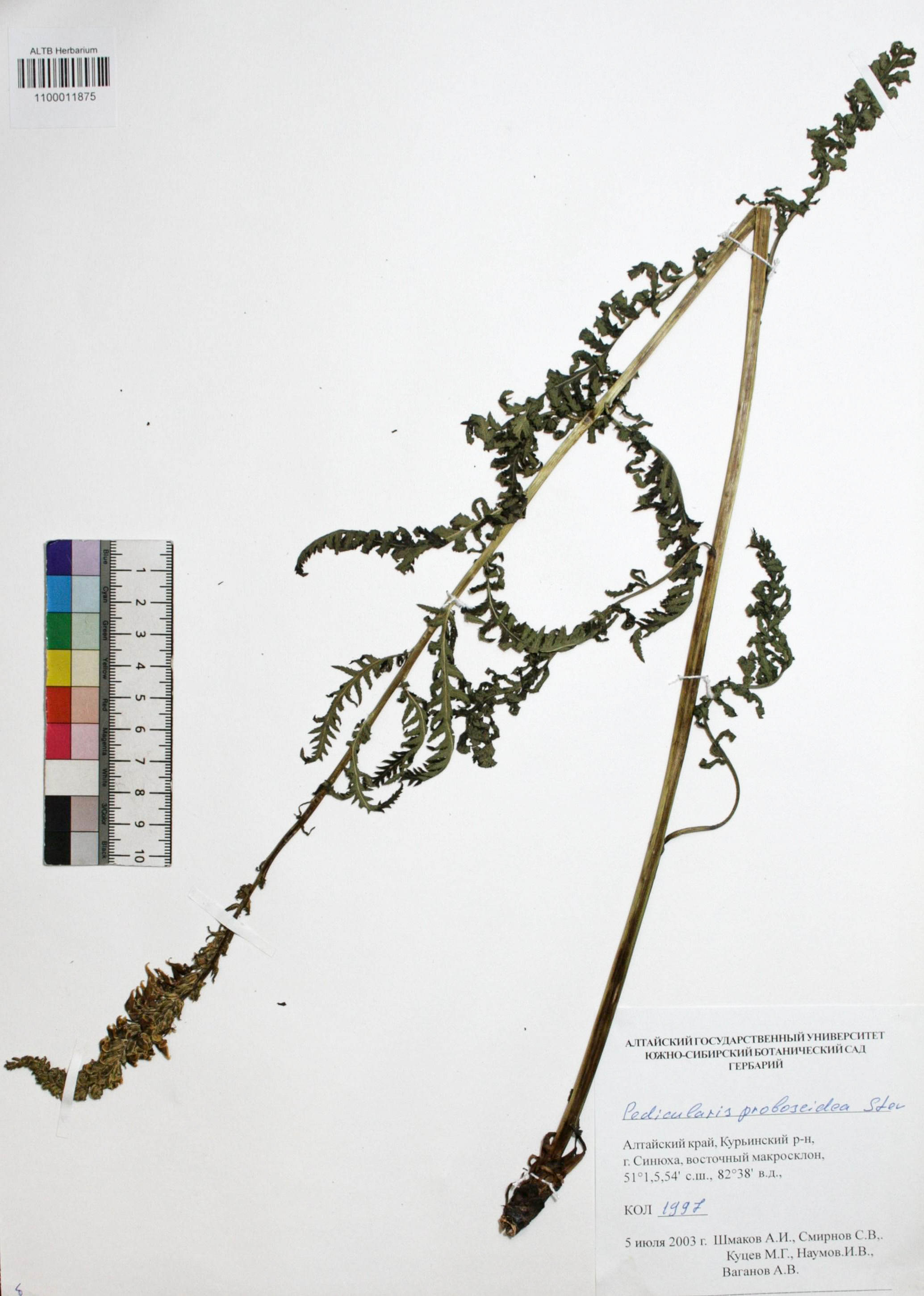 Pedicularis proboscidea Steven