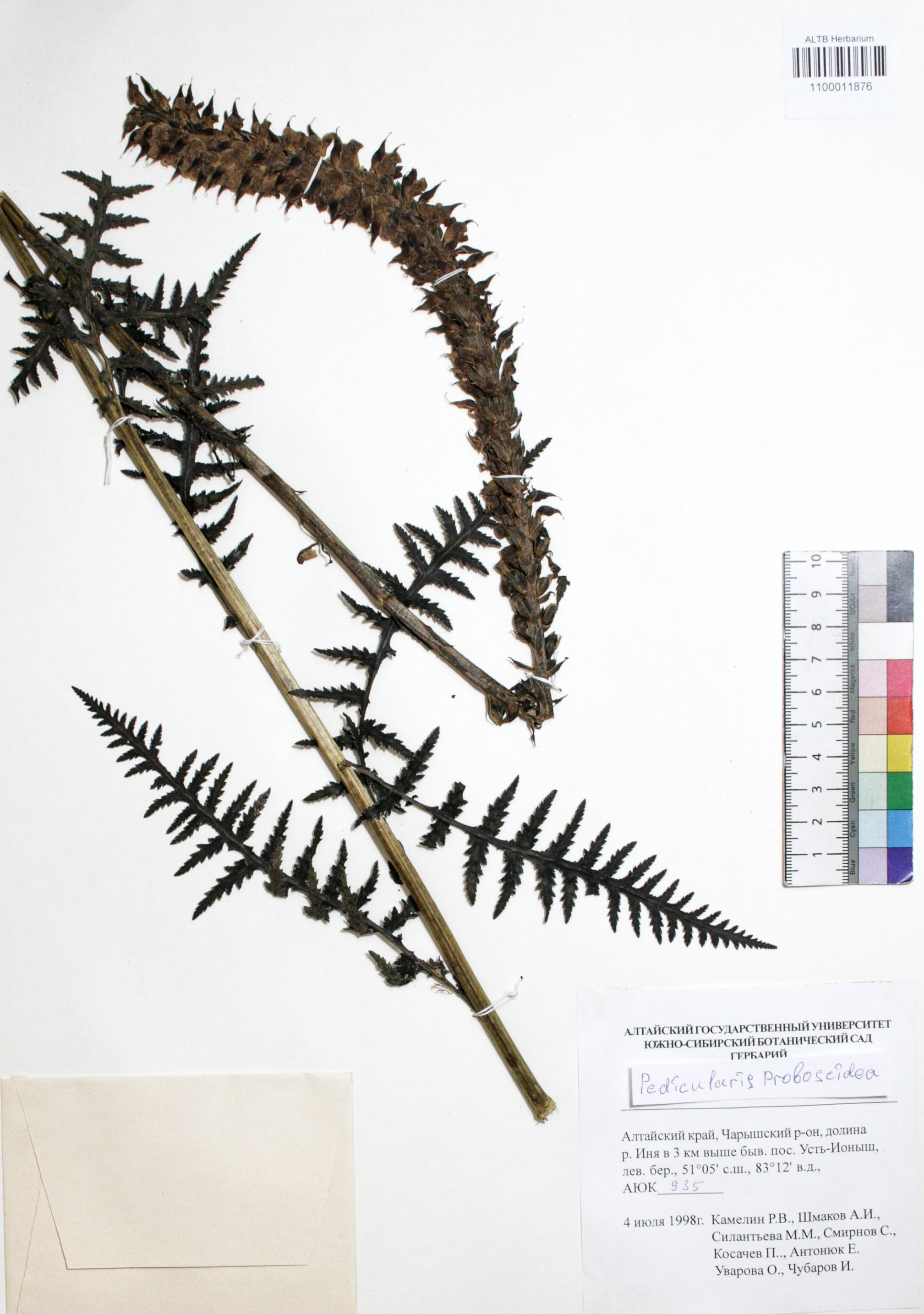 Pedicularis proboscidea Steven