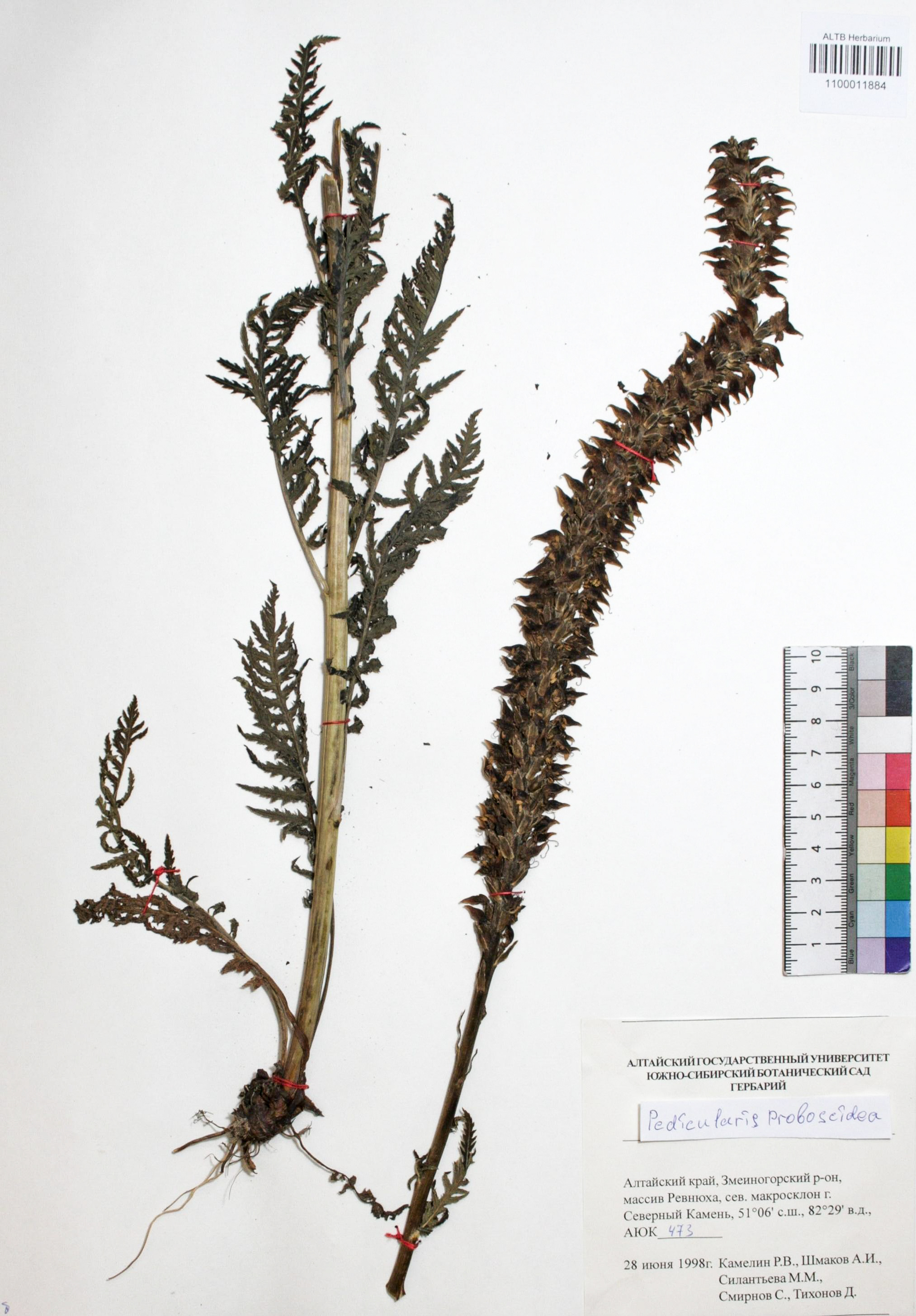 Pedicularis proboscidea Steven