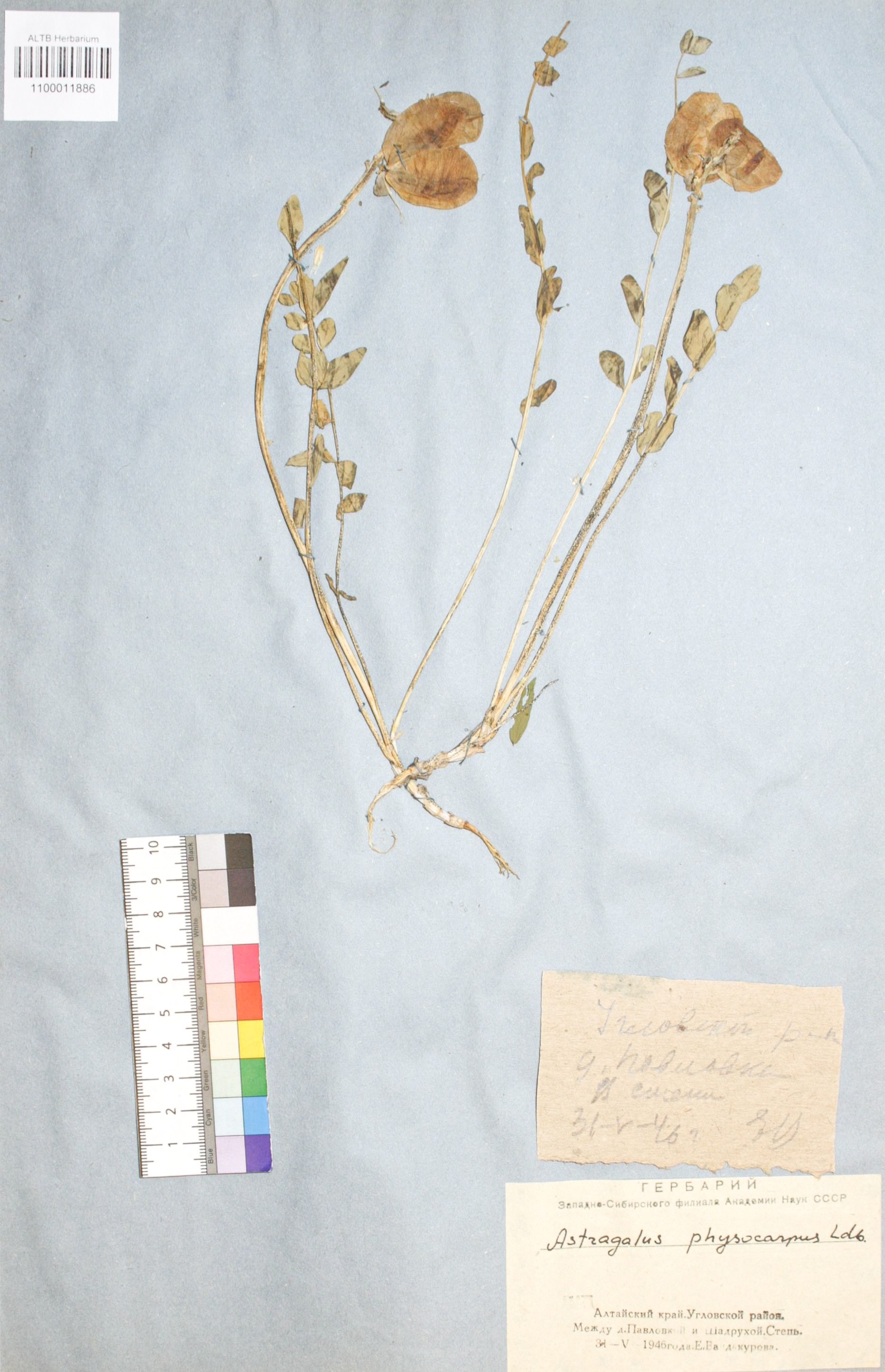 Astragalus physocarpus Ledeb.