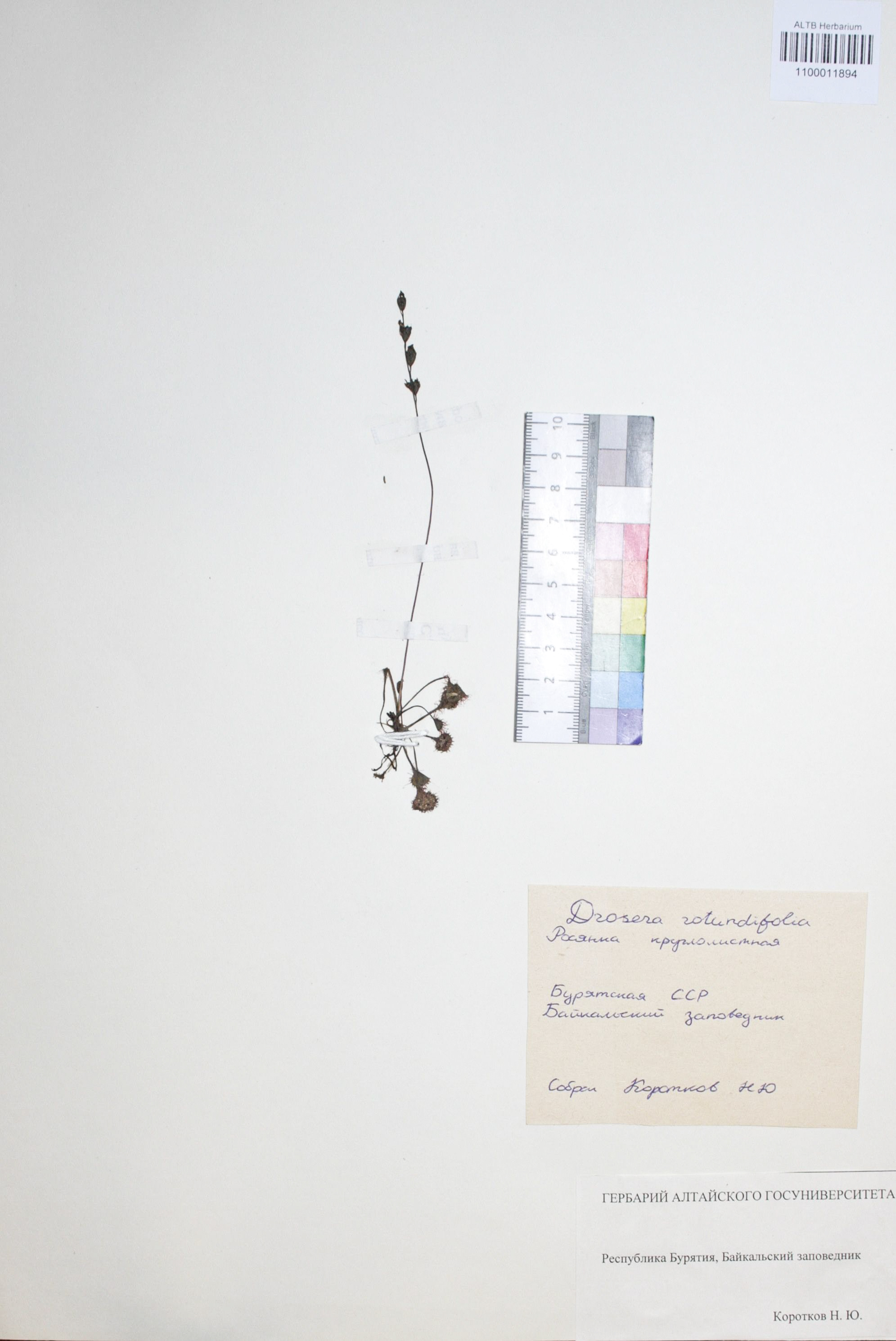 Drosera rotundifolia L.