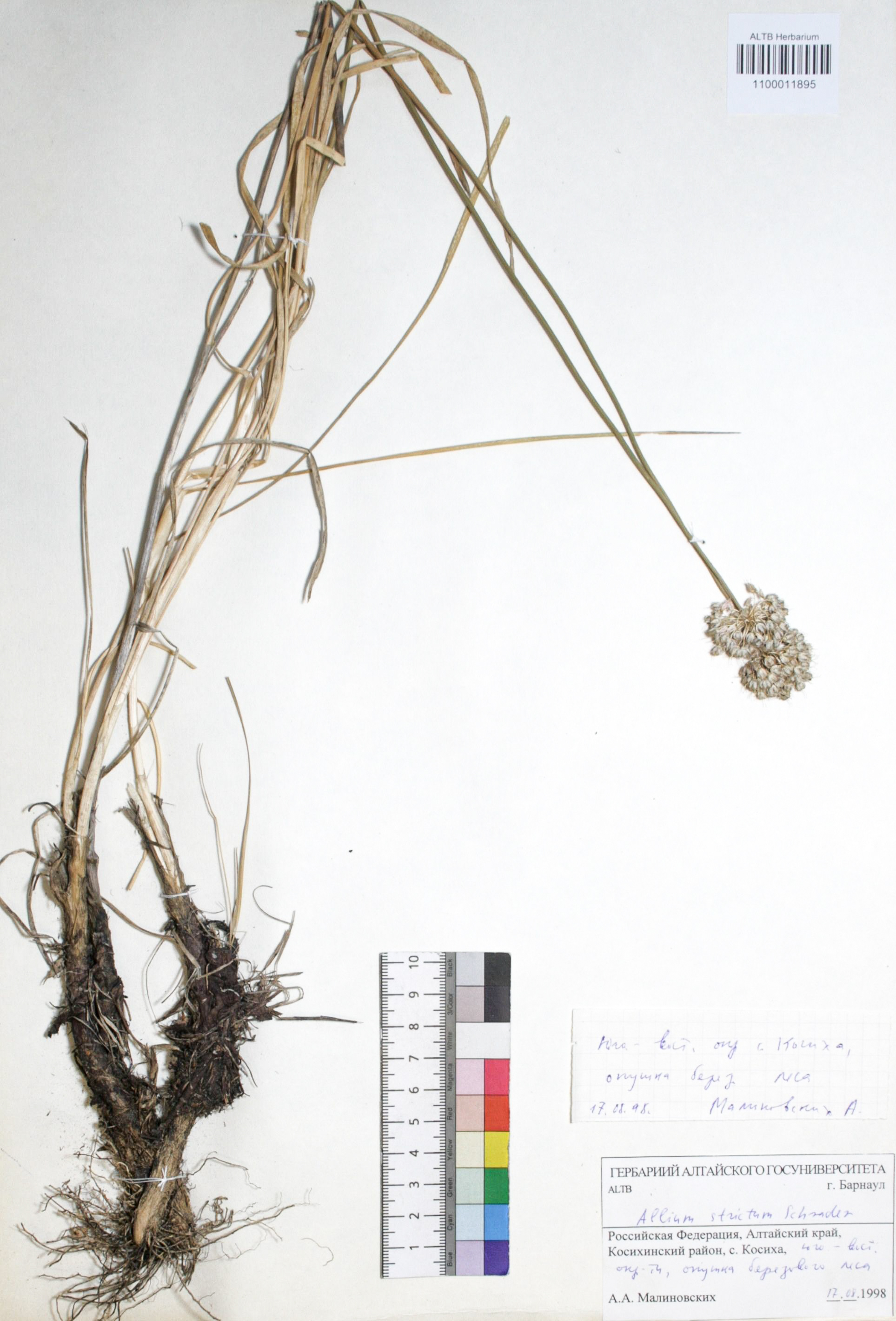 Allium strictum Schrad.