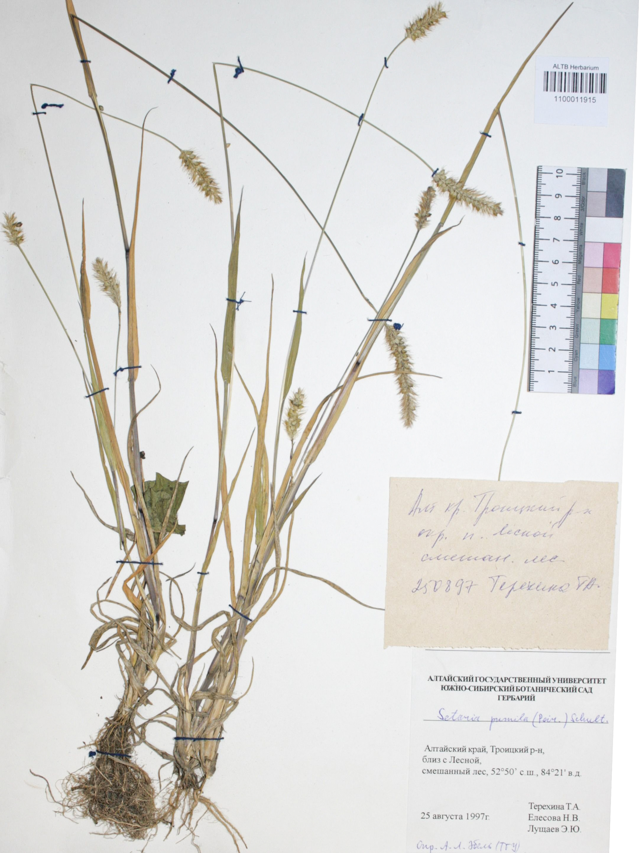 Setaria pumila (Poir.) Schult.