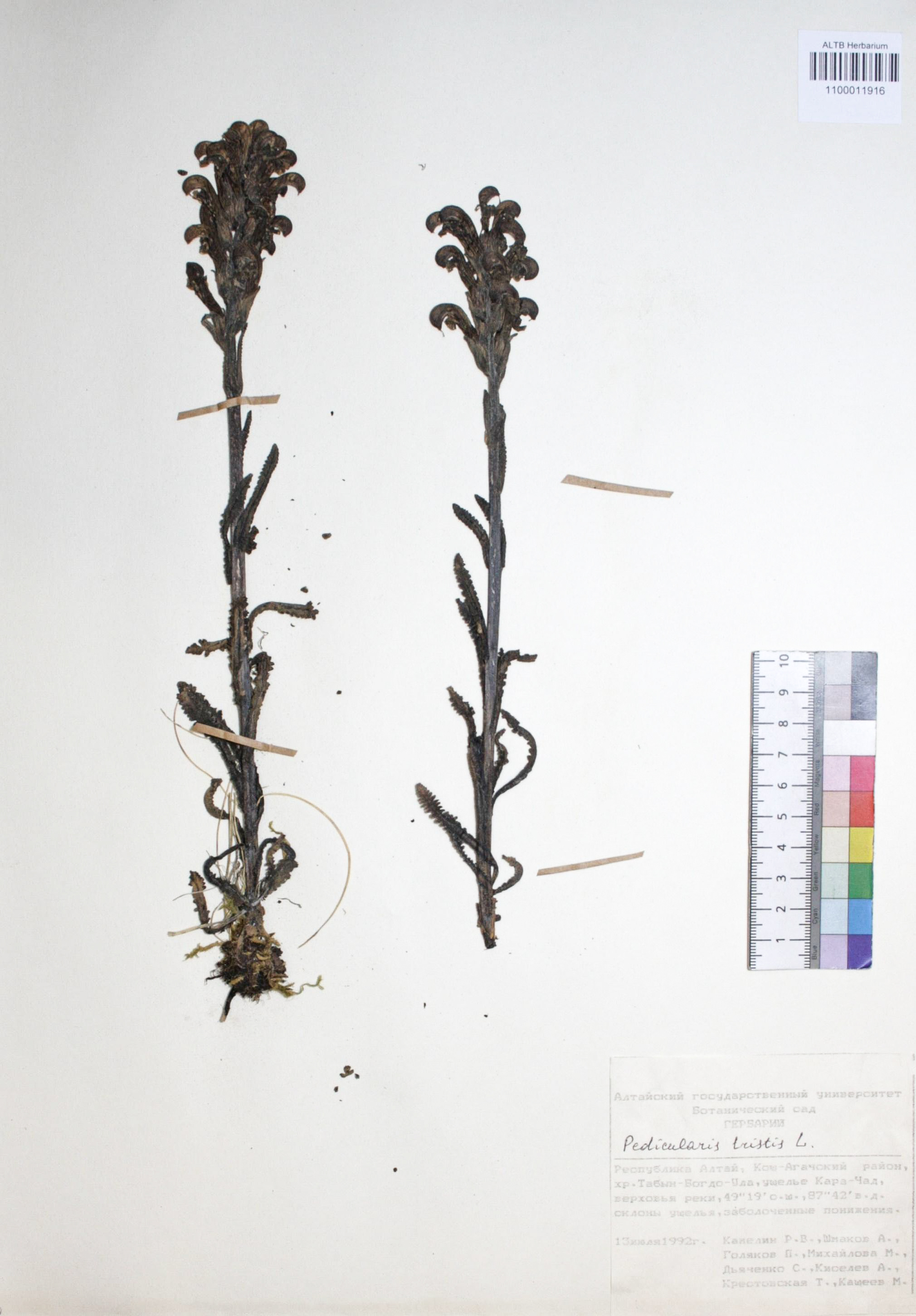 Pedicularis tristis L.