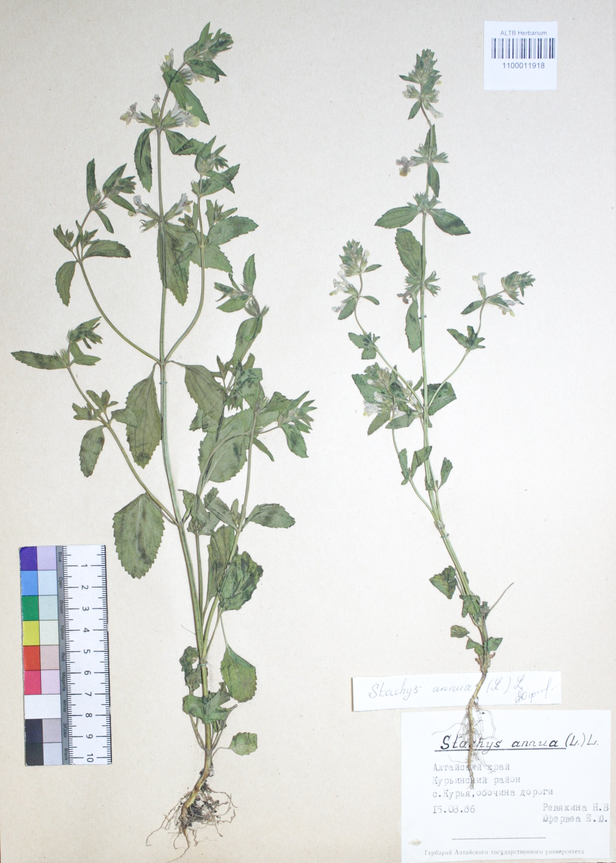 Stachys annua (L.) L. 