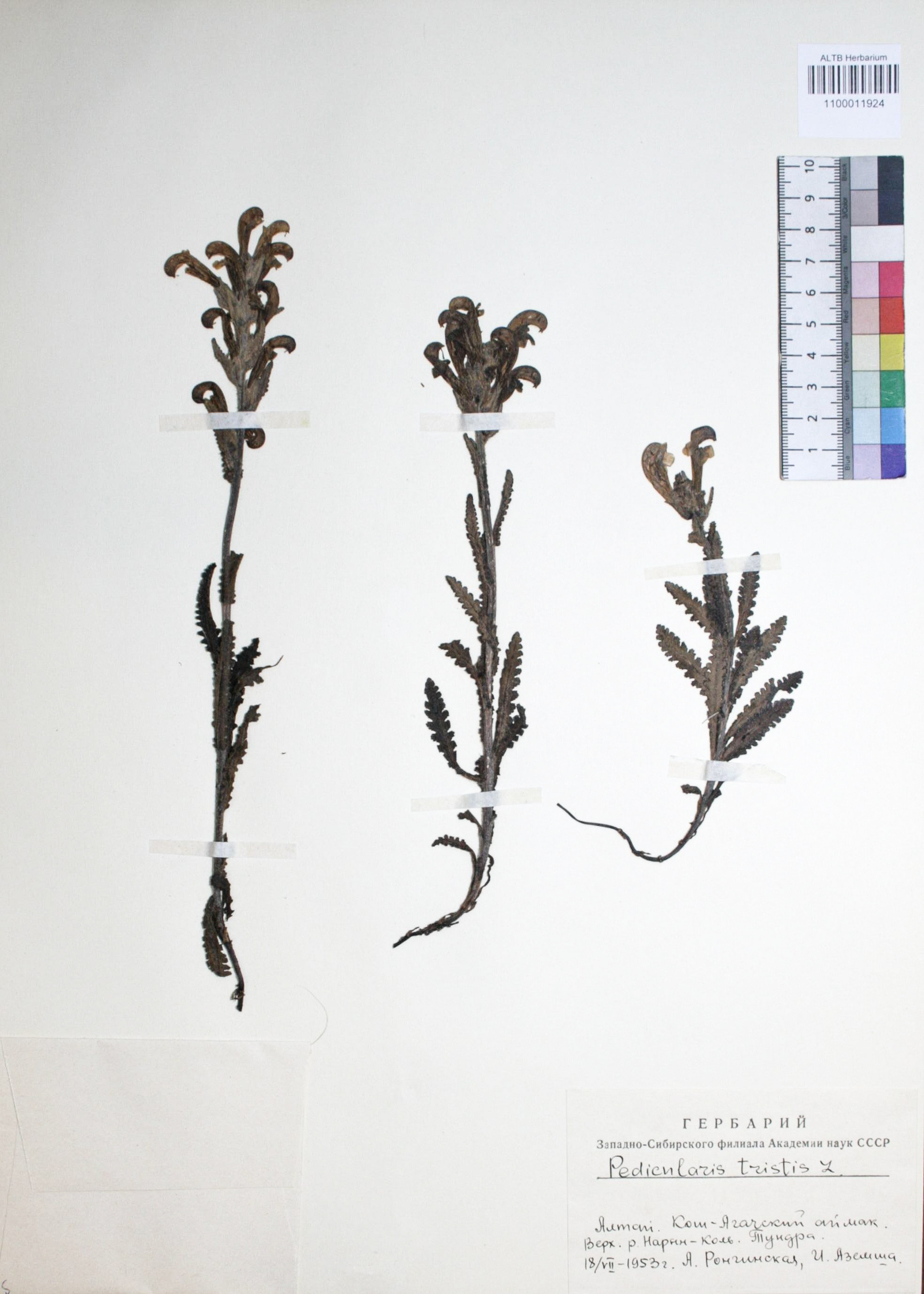 Pedicularis tristis L.