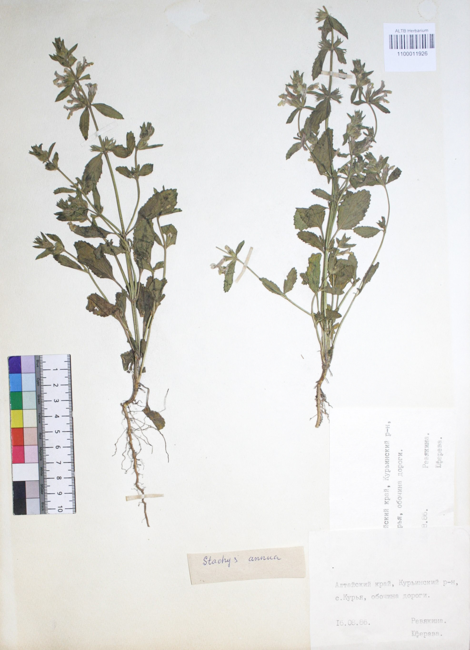 Stachys annua (L.) L. 