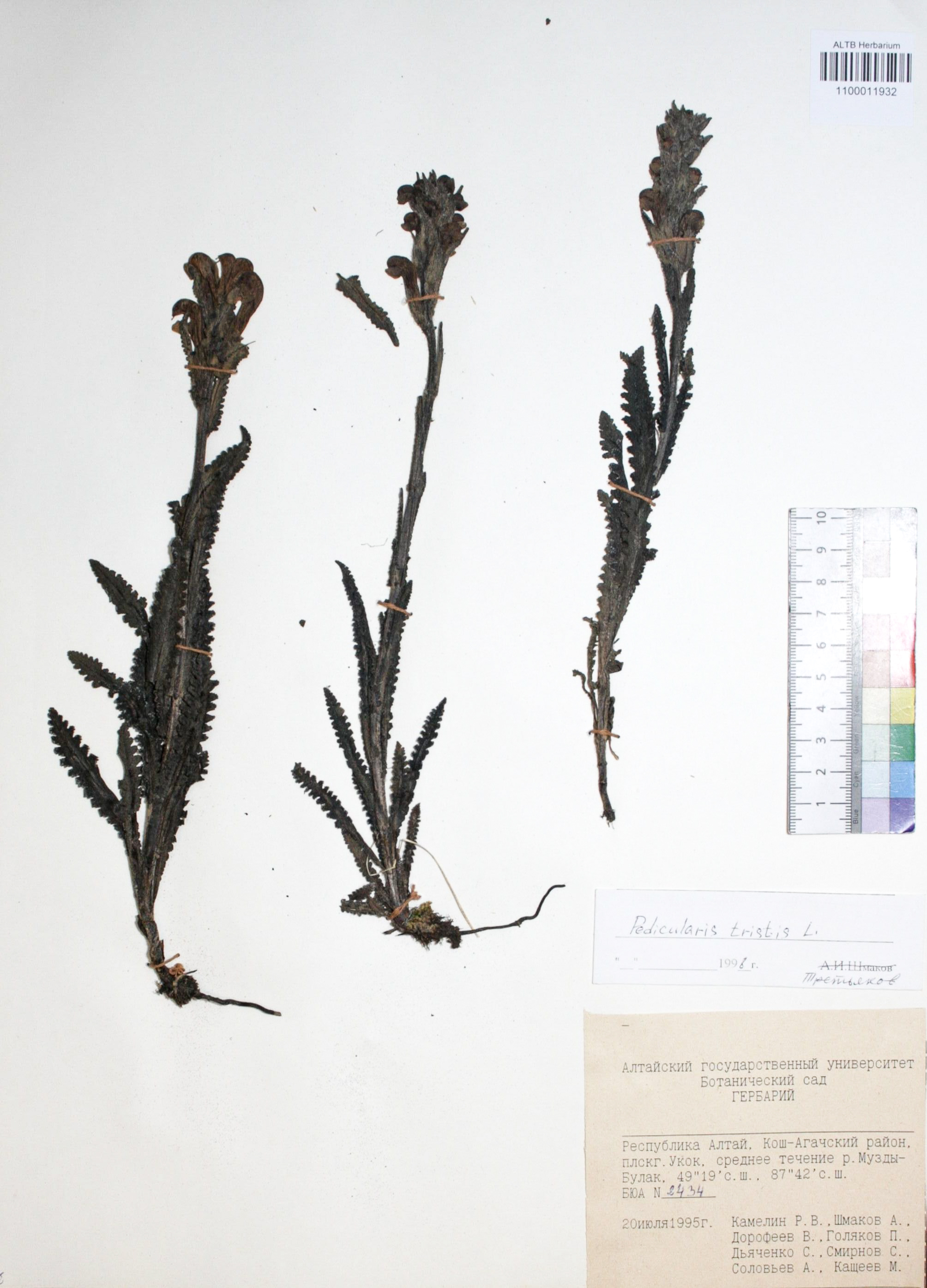 Pedicularis tristis L.