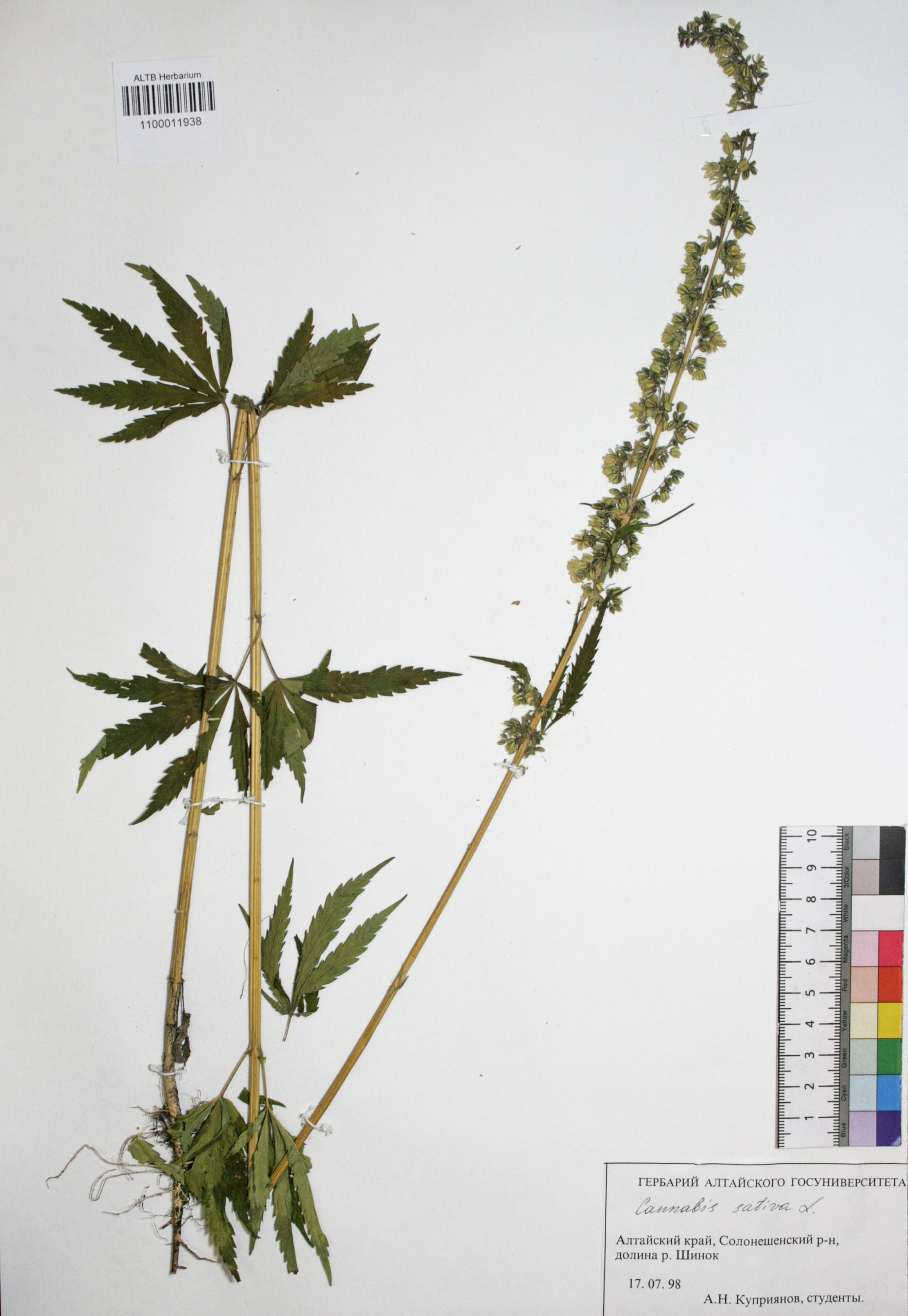 Cannabaceae,Cannabis sativa L. Cannabaceae,Cannabis sativa L.