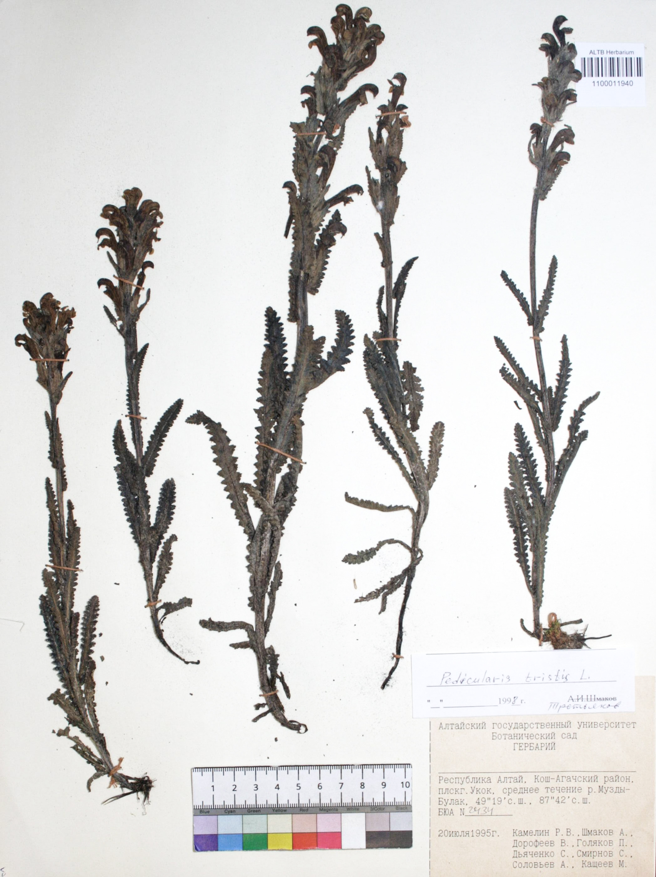 Pedicularis tristis L.