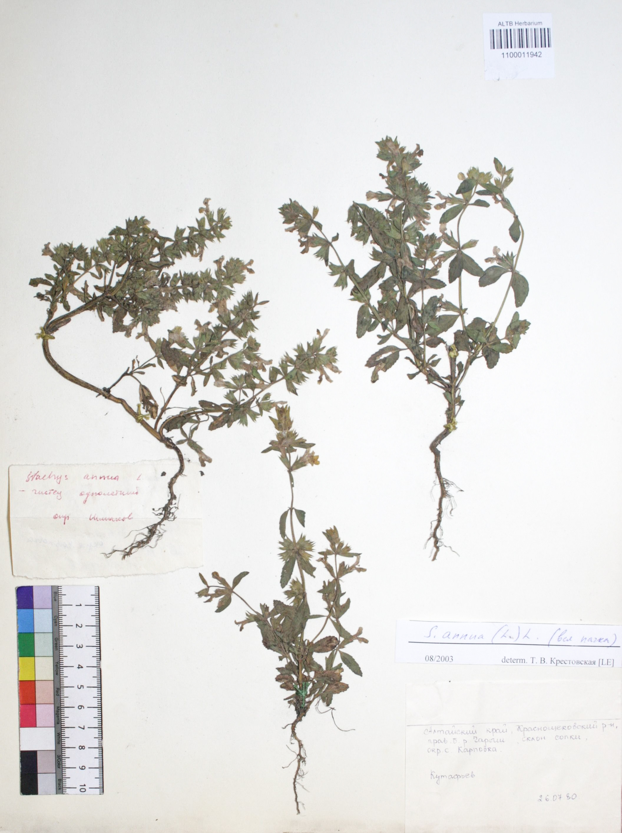 Stachys annua (L.) L. 