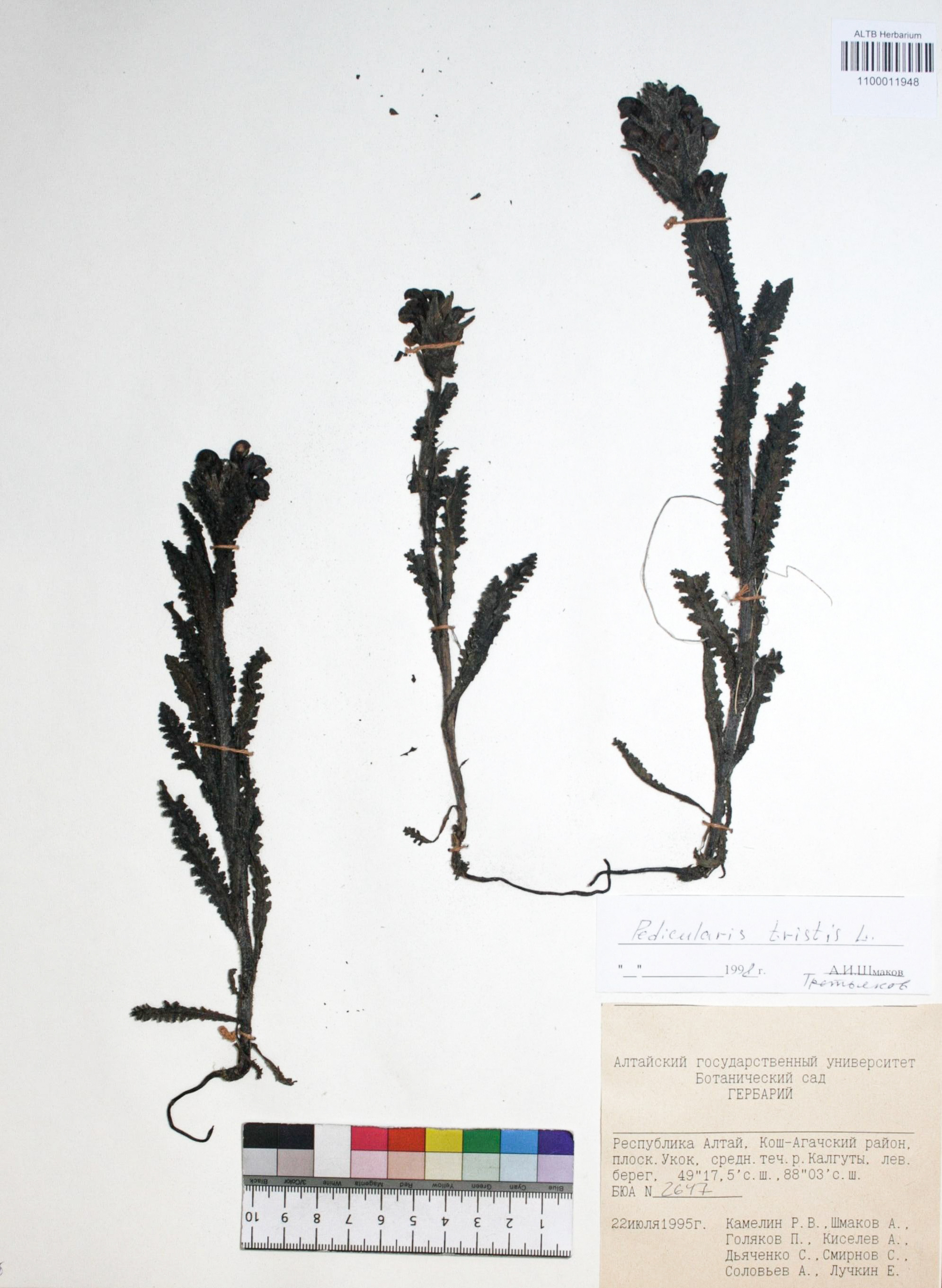 Pedicularis tristis L.