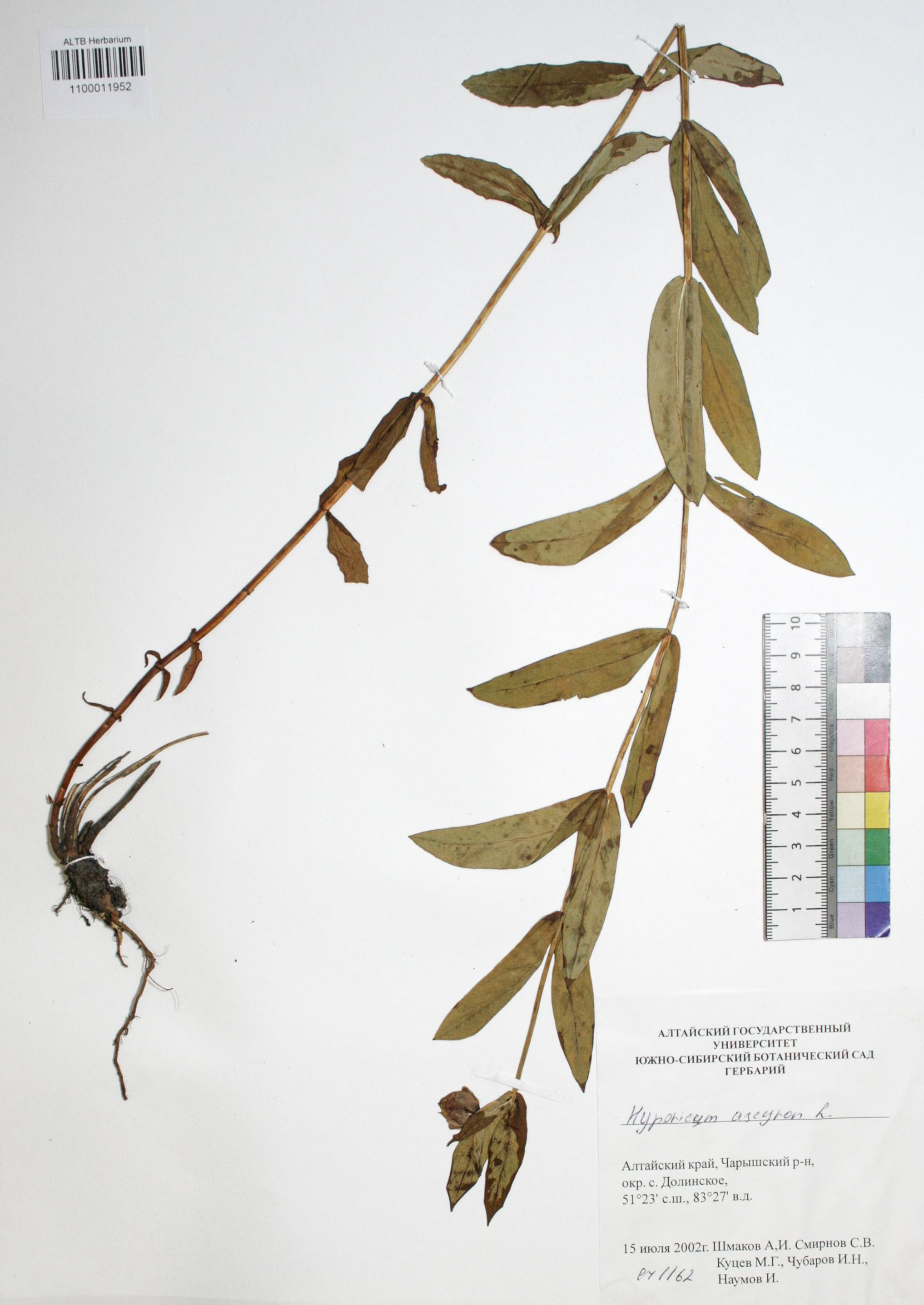 Hypericum ascyron L.