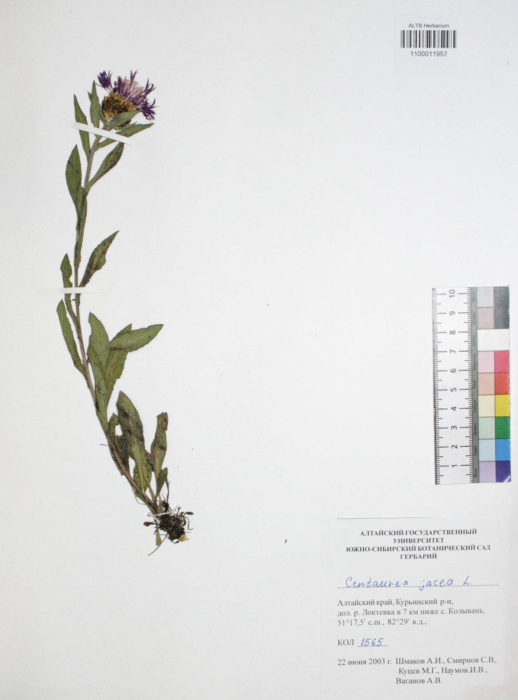 Centaurea jacea L.