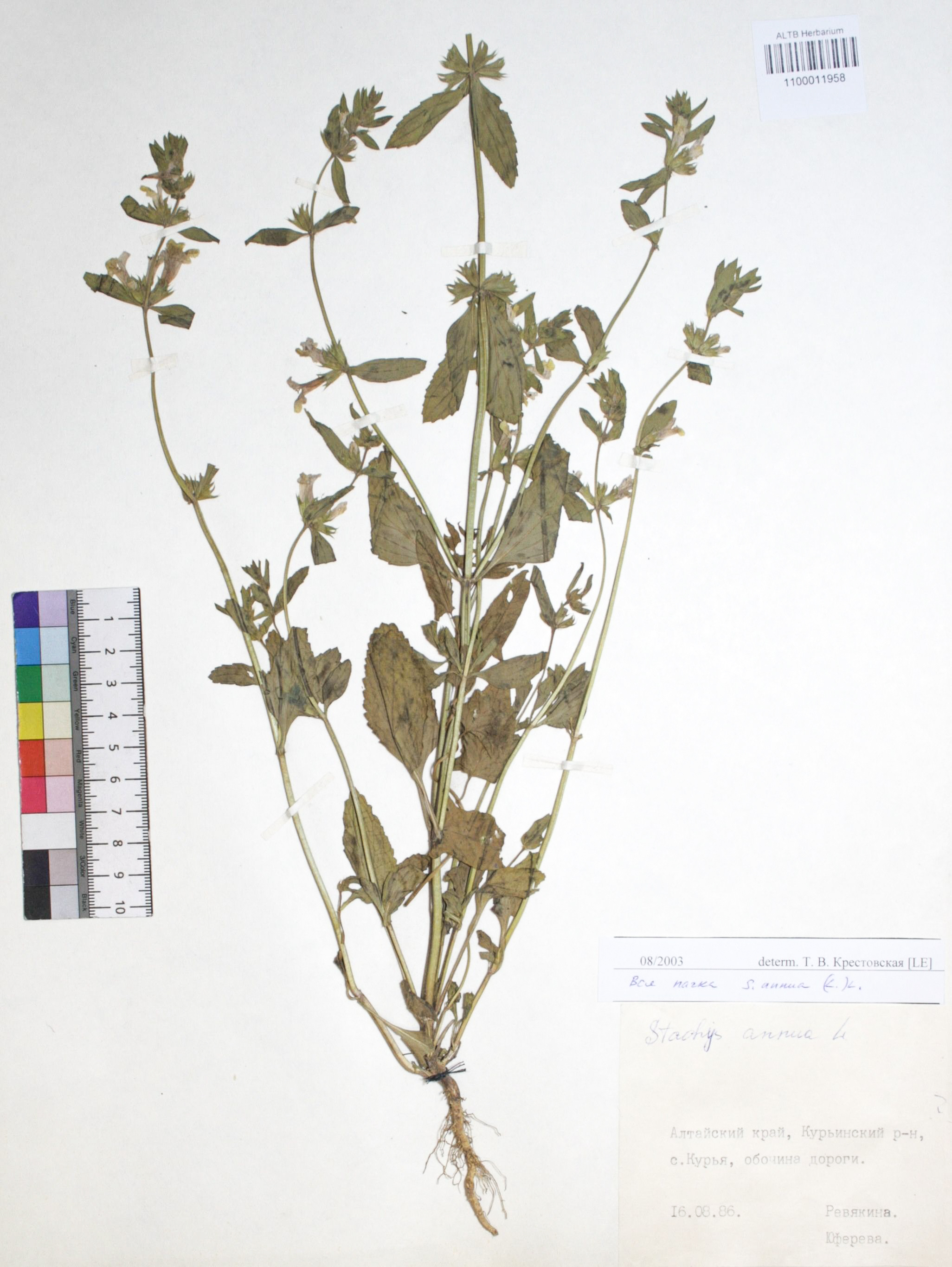 Stachys annua (L.) L. 